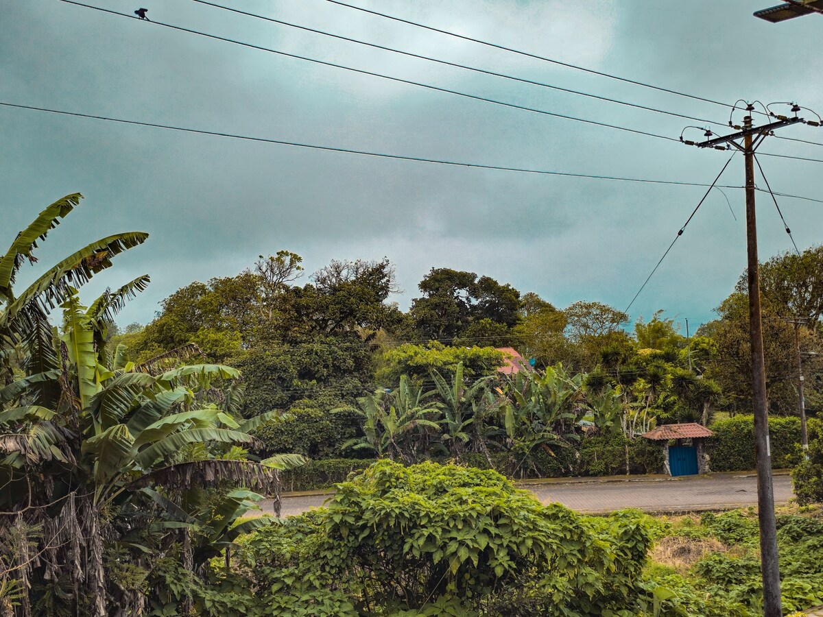 A lush landscape is depicted featuring a variety of green foliage, including large palm and banana plants. The view includes a road that leads to a distant blue structure, framed by trees under a cloudy sky, evoking a sense of tranquility.