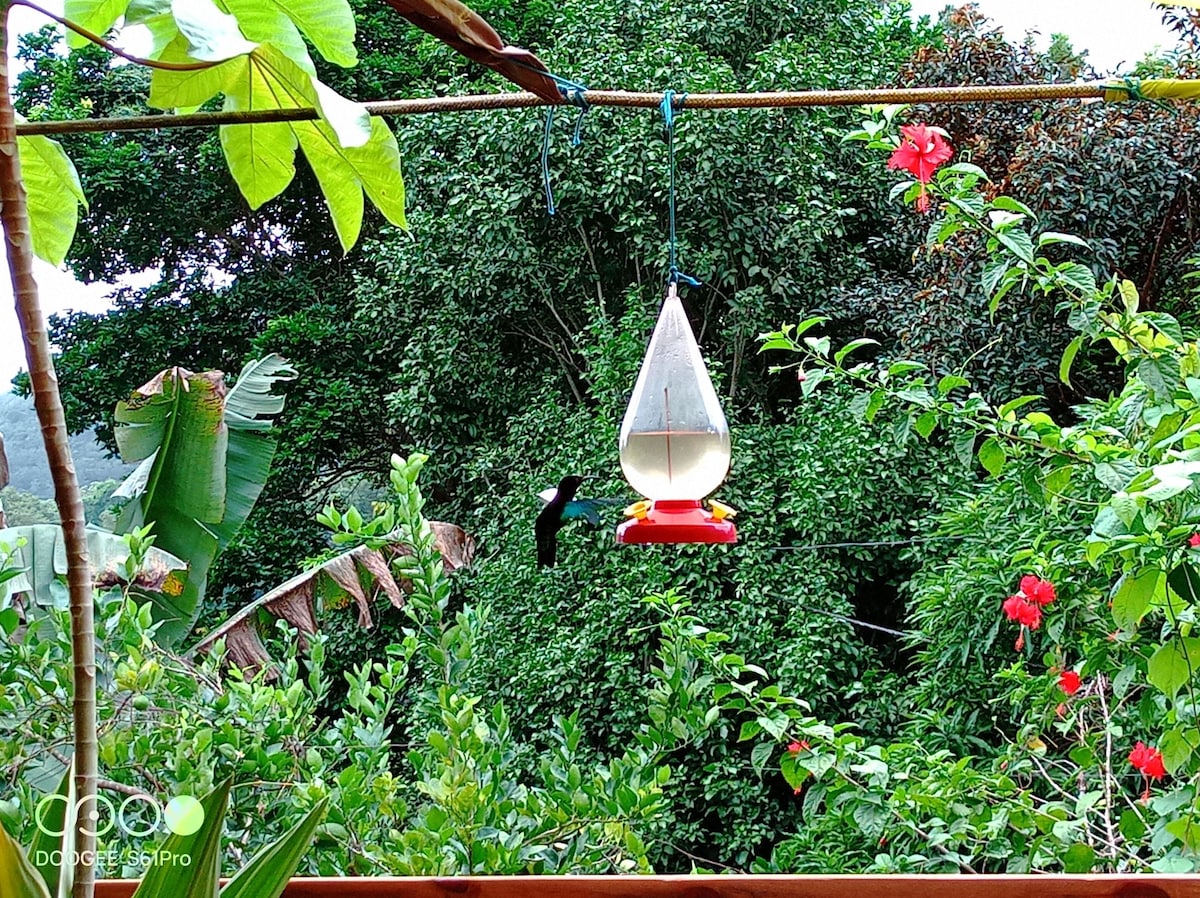 A hummingbird feeder is suspended among lush greenery, surrounded by various tropical plants and vibrant flowers. The scene presents a natural habitat, with dense trees creating a rich backdrop, emphasizing the serene atmosphere of the property.