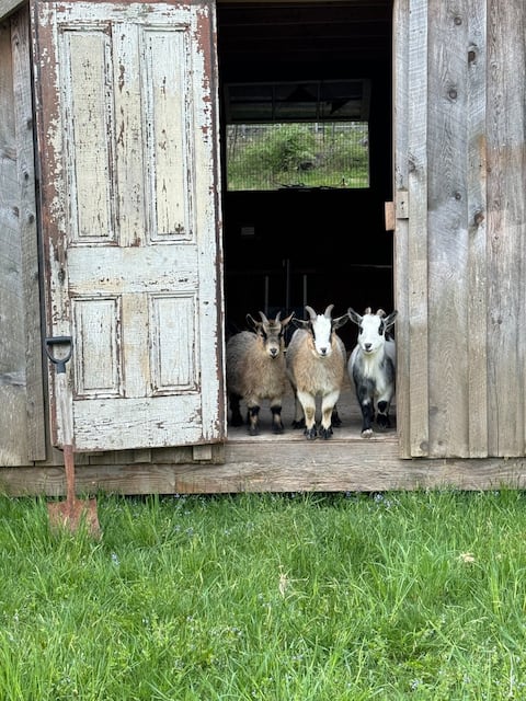 Cozy Cabin with Mini Goats & Hot tub Starlink WiFi