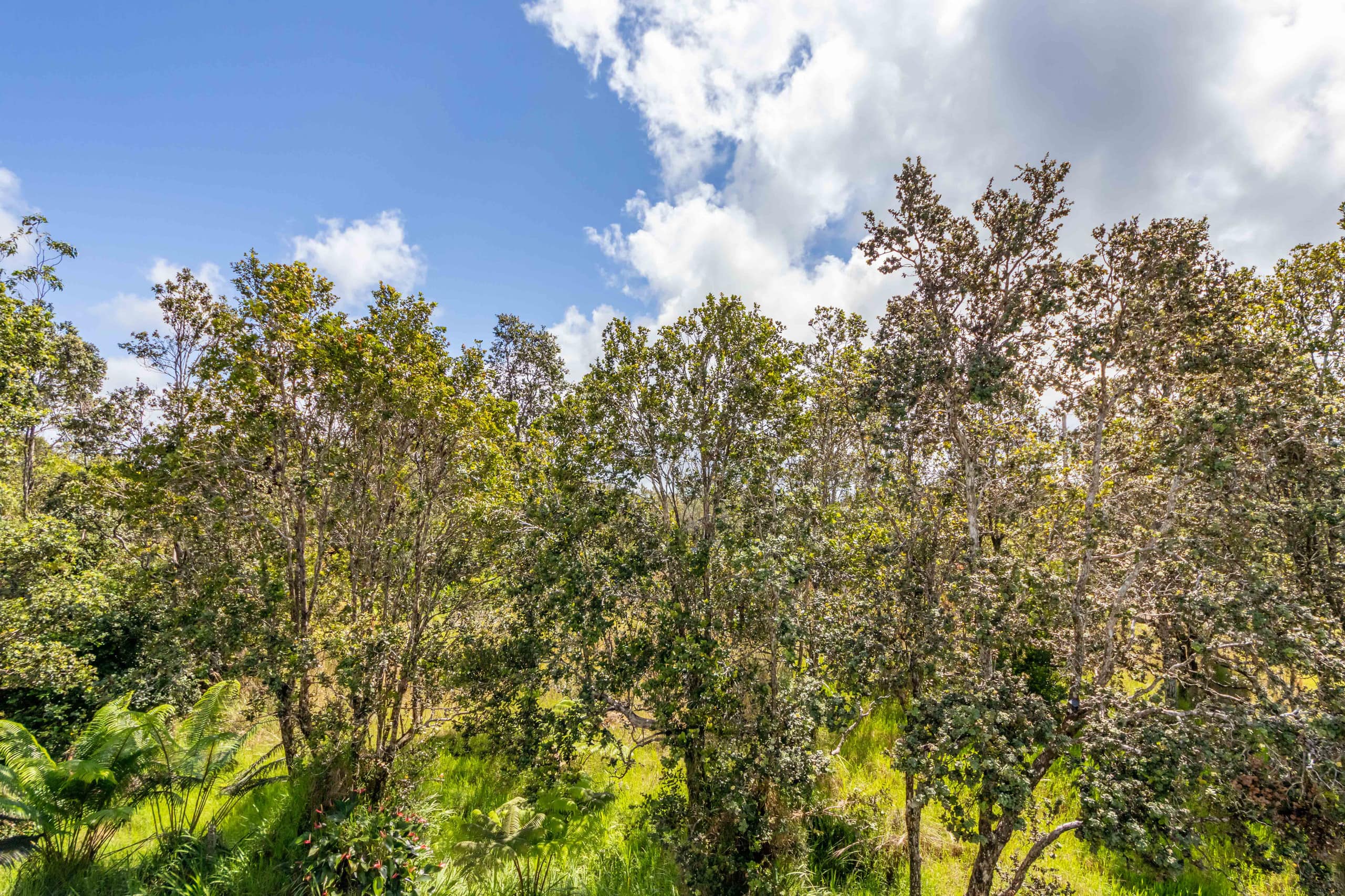 Home in Volcano · ★4.7 · 2 bedrooms · 3 beds · 1 private bath - Image 41