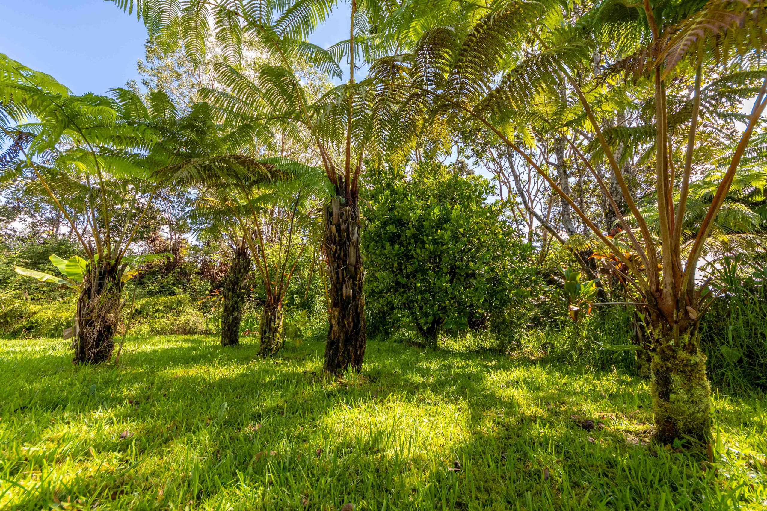 Home in Volcano · ★4.7 · 2 bedrooms · 3 beds · 1 private bath - Image 52