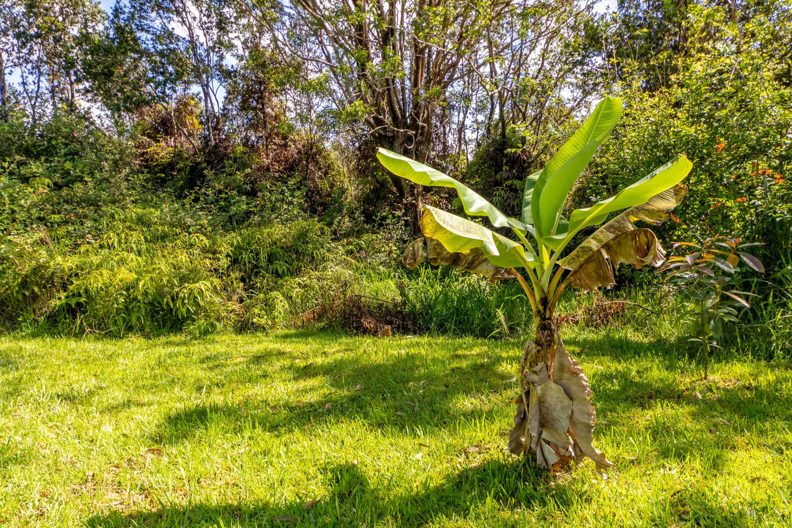 Home in Volcano · ★4.7 · 2 bedrooms · 3 beds · 1 private bath - Image 21