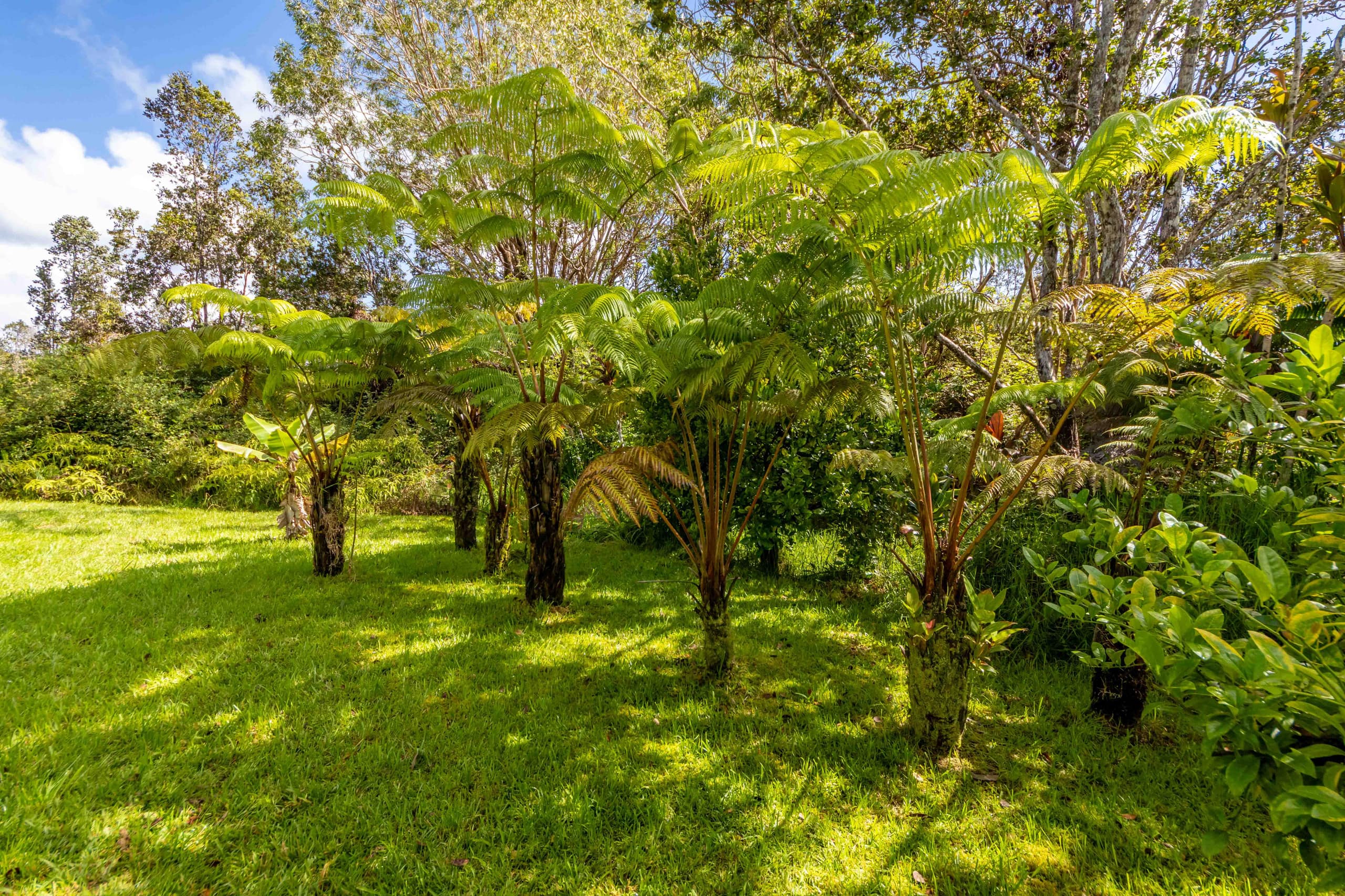 Home in Volcano · ★4.7 · 2 bedrooms · 3 beds · 1 private bath - Image 26