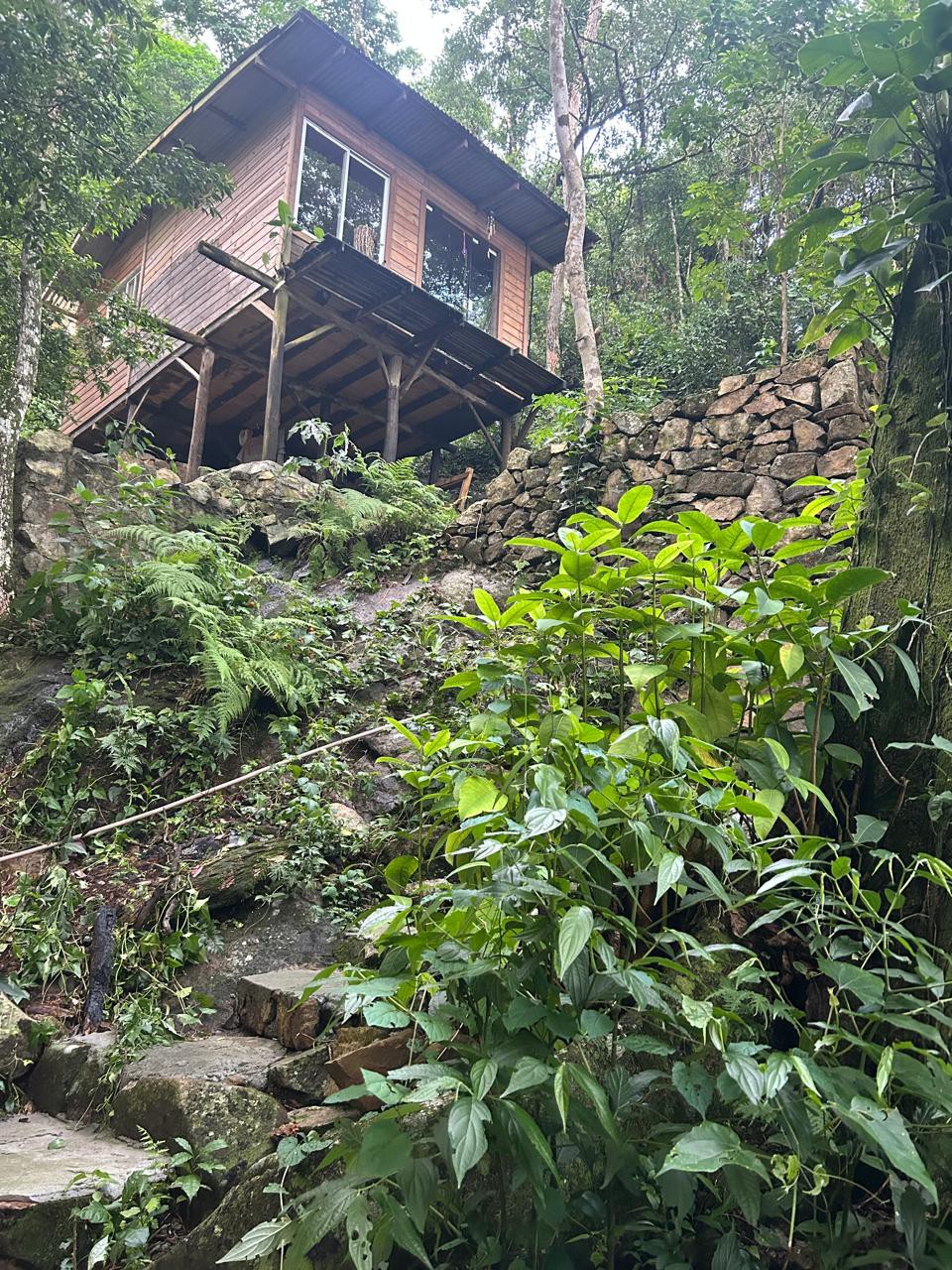 A rustic cabin is perched on elevated rocks, surrounded by lush green foliage. Stone steps lead up to the cabin, while various plants and ferns thrive in the vibrant natural setting. Large windows allow for ample light to fill the interior space.