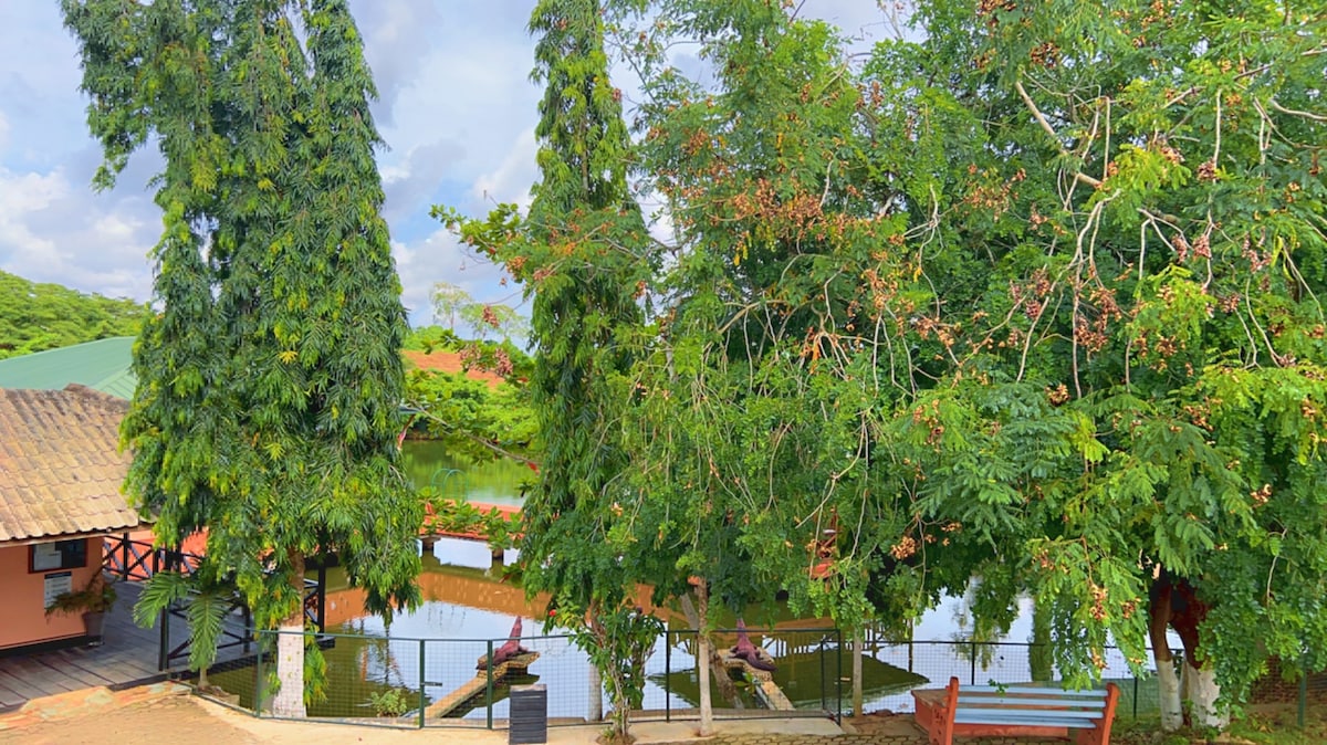 Lush trees surround a tranquil body of water, reflecting the greenery above. A wooden deck is visible in the background, offering a place to relax. A bench can be seen framed by the trees, inviting a peaceful moment in nature.