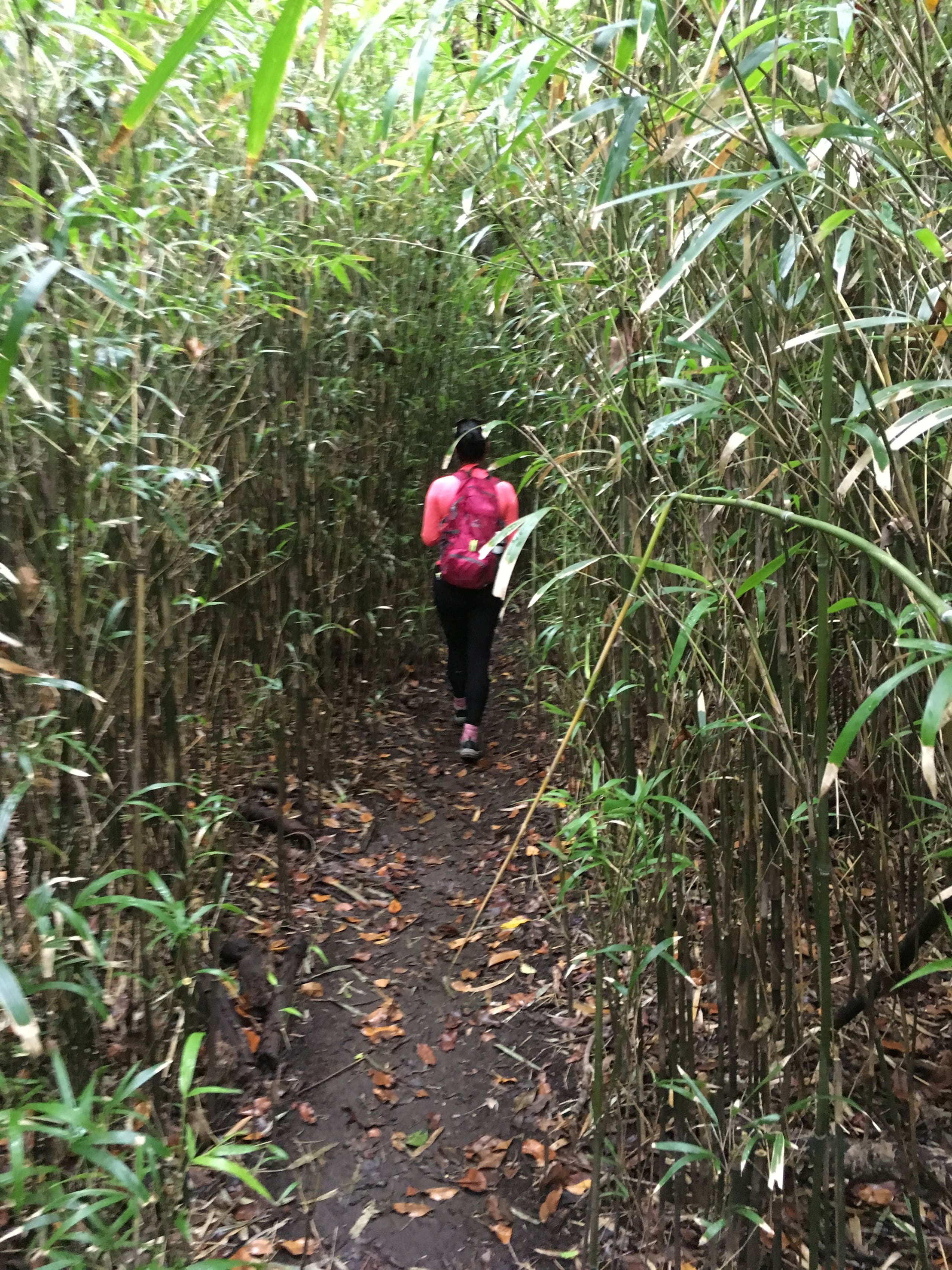 Guesthouse in Kailua-Kona · ★4.98 · 2 bedrooms · 3 beds · 1 bath - Image 37