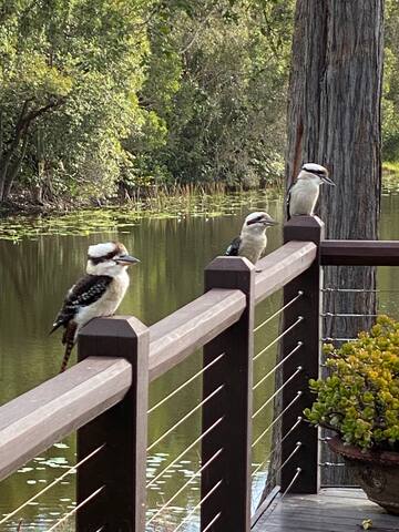 Emerald Beach Lake Front Estate. 20mt pool. Spa. gallery image 5