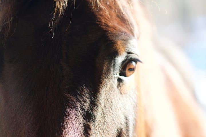 The Barn at Cairn Creek, Beautiful, Horse Friendly - Barns for