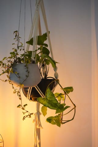 Port Macquarie Oasis