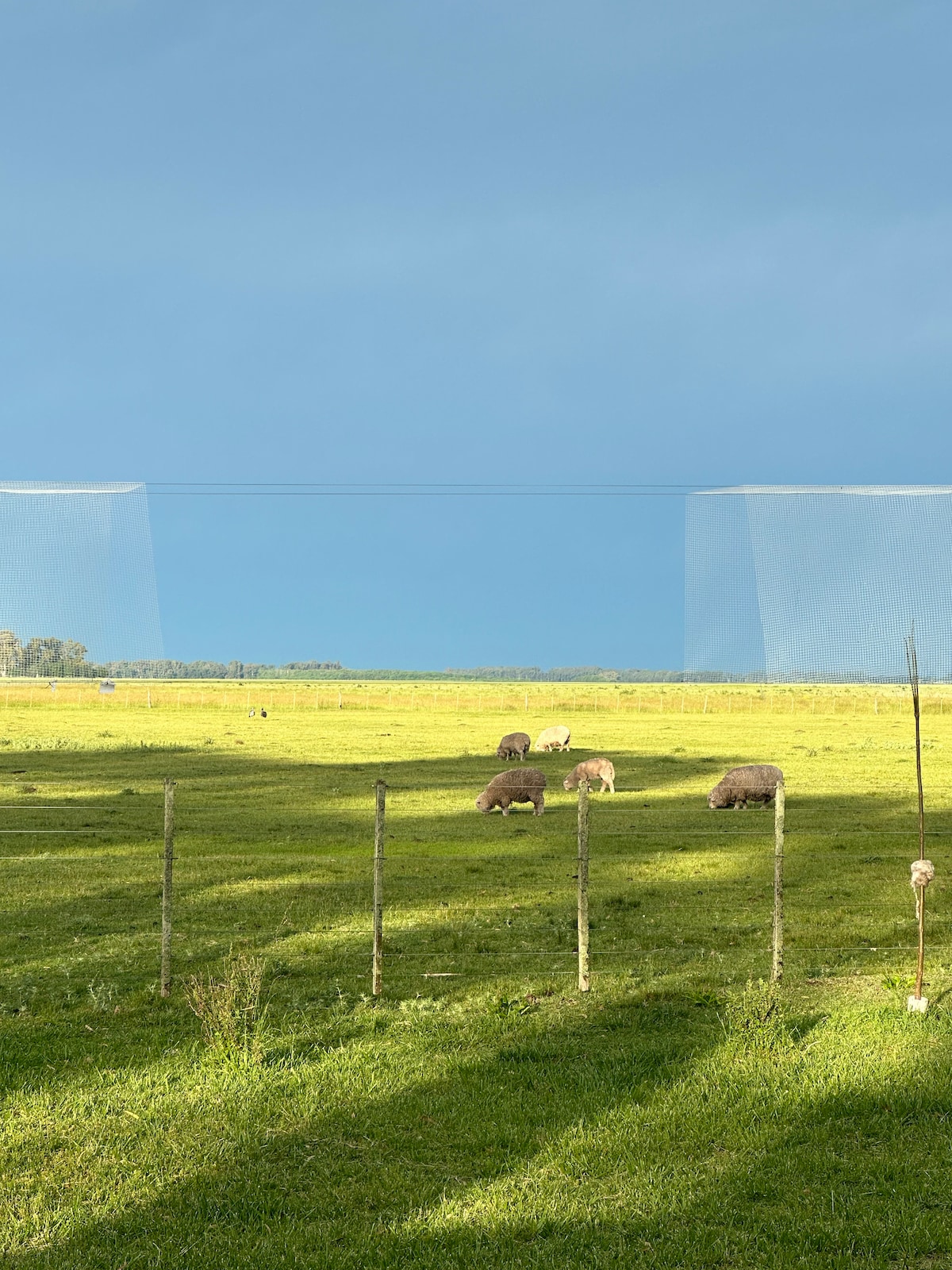 A serene landscape features a wide, open field with several grazing animals. A gentle shadow is cast by the presence of a nearby fence, while the sky displays various shades of blue. The scene reflects a peaceful and rural environment.