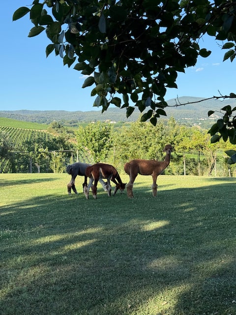 A 19th century Villa in a Wine Estate