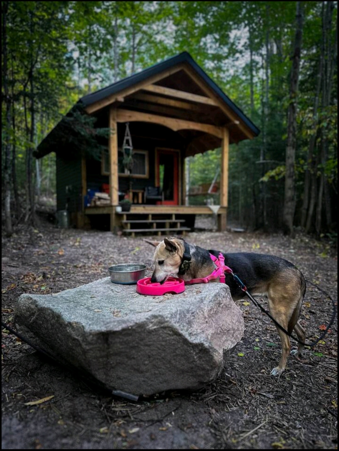 A friendly dog is seen drinking from a bowl placed on a large rock, with the rustic cabin in the background. The cabin's welcoming porch and wooden structure are framed by surrounding trees, highlighting the serene natural setting.
