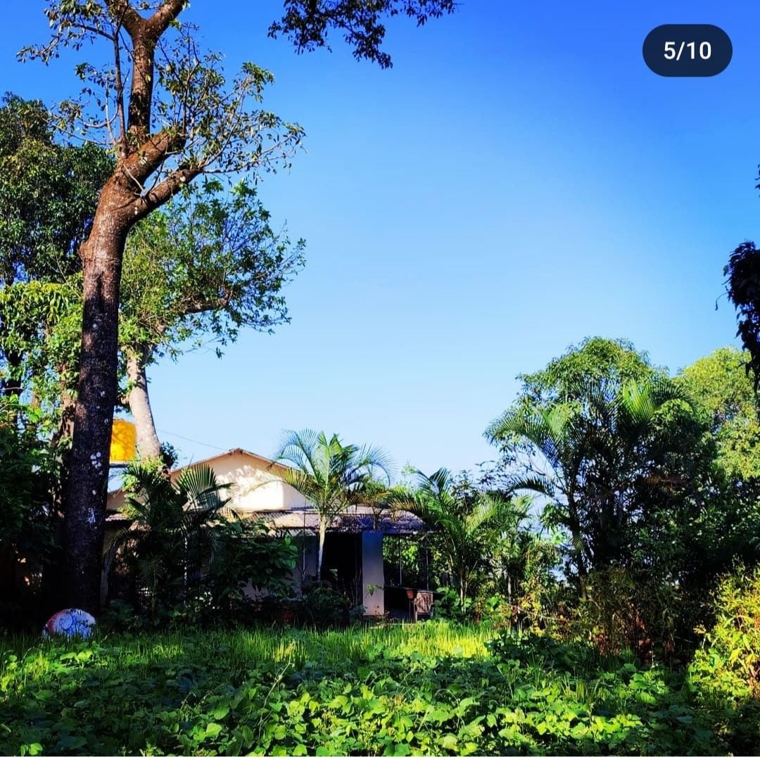The image showcases a simple homestay nestled among greenery, surrounded by trees and plants under a clear blue sky. A front entrance is partially visible, along with a vibrant landscape that enhances the natural ambiance of the location.