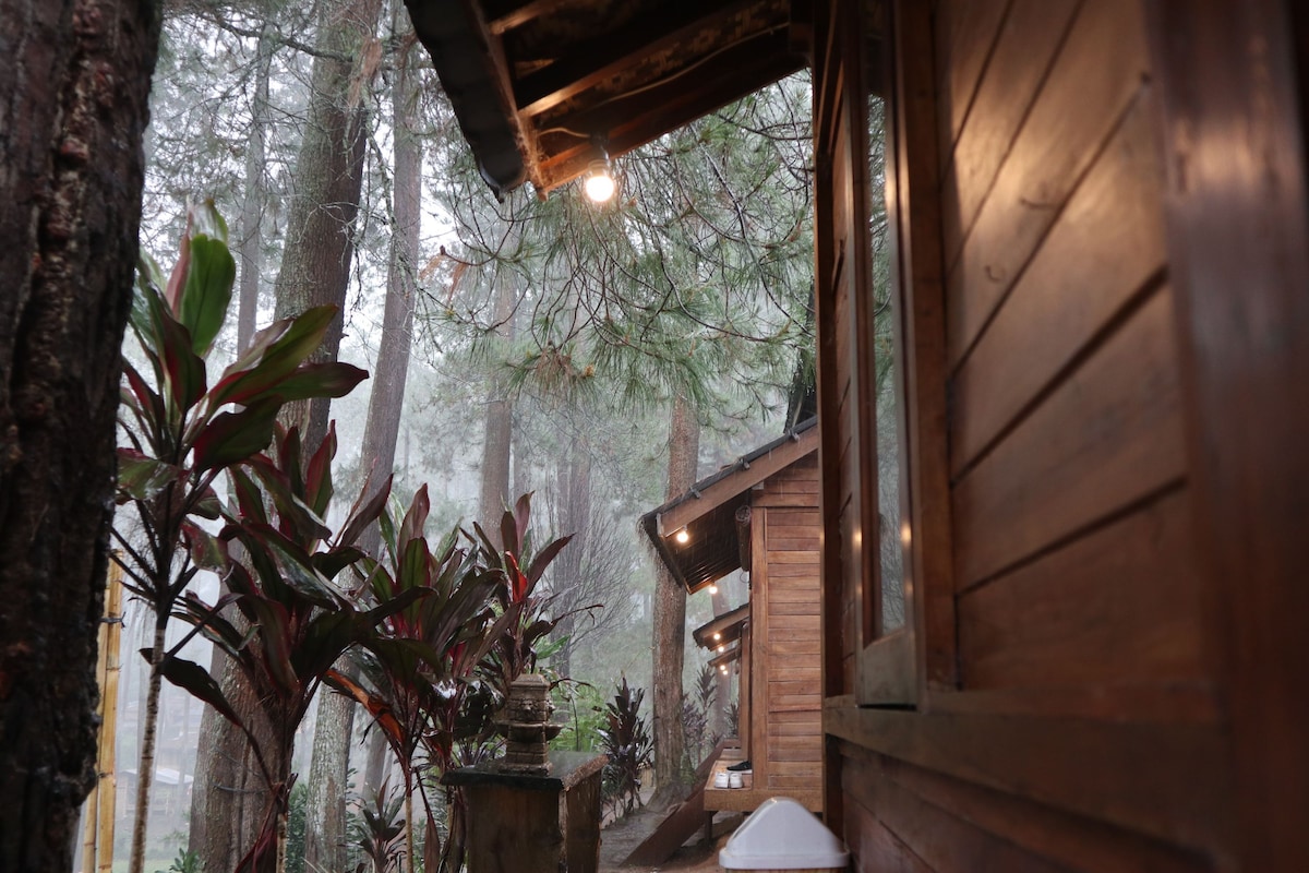 A wooden cabin is nestled among tall pine trees, surrounded by lush greenery. Warm light is emitted from the cabin, creating a welcoming ambiance. The misty atmosphere adds a serene feeling, enhancing the natural beauty of the forest setting.