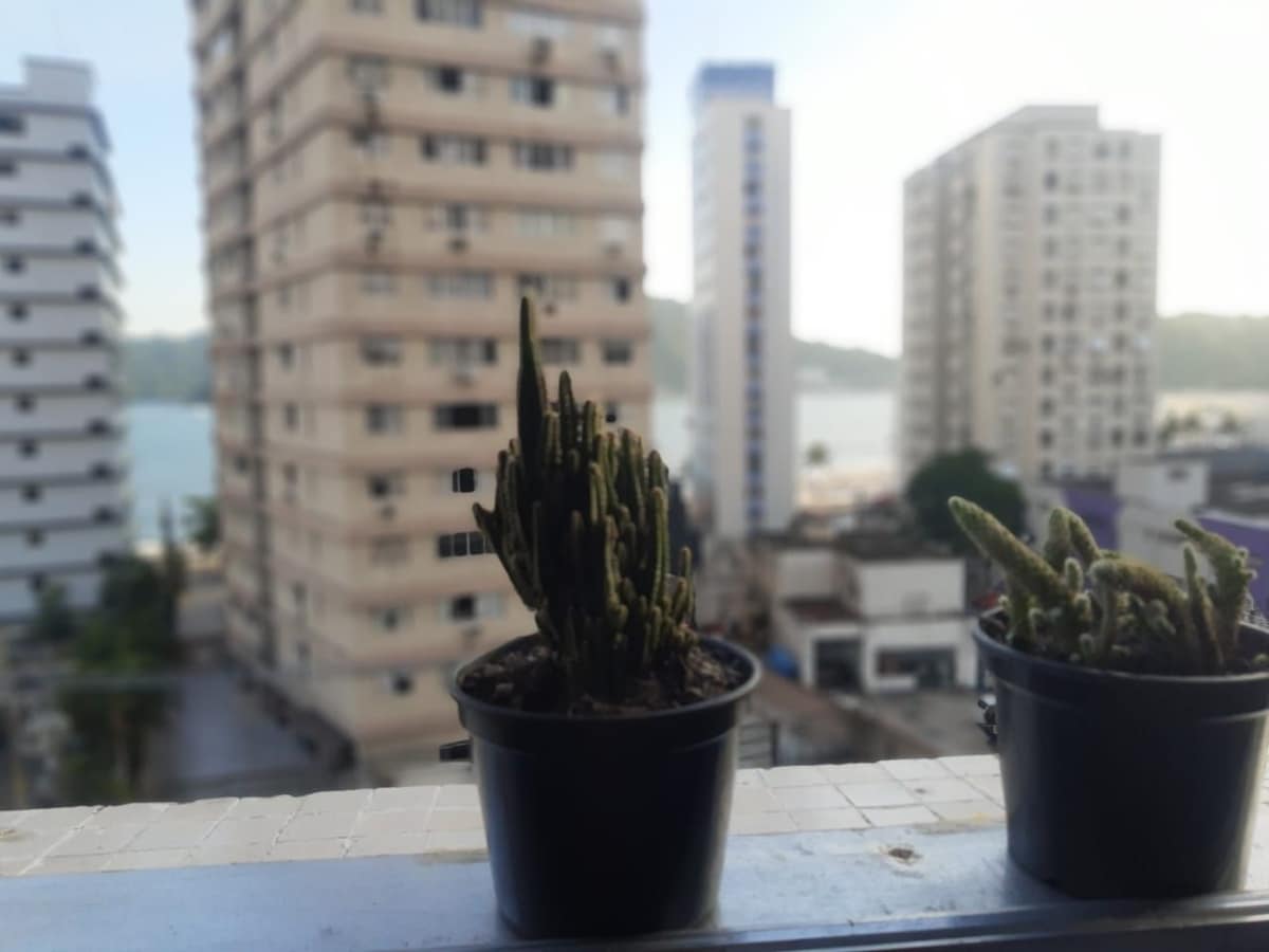 Potted cacti are positioned on a balcony ledge, providing a contrast to the surrounding urban landscape. In the background, high-rise buildings are visible, while glimpses of water and greenery can be seen in the distance.