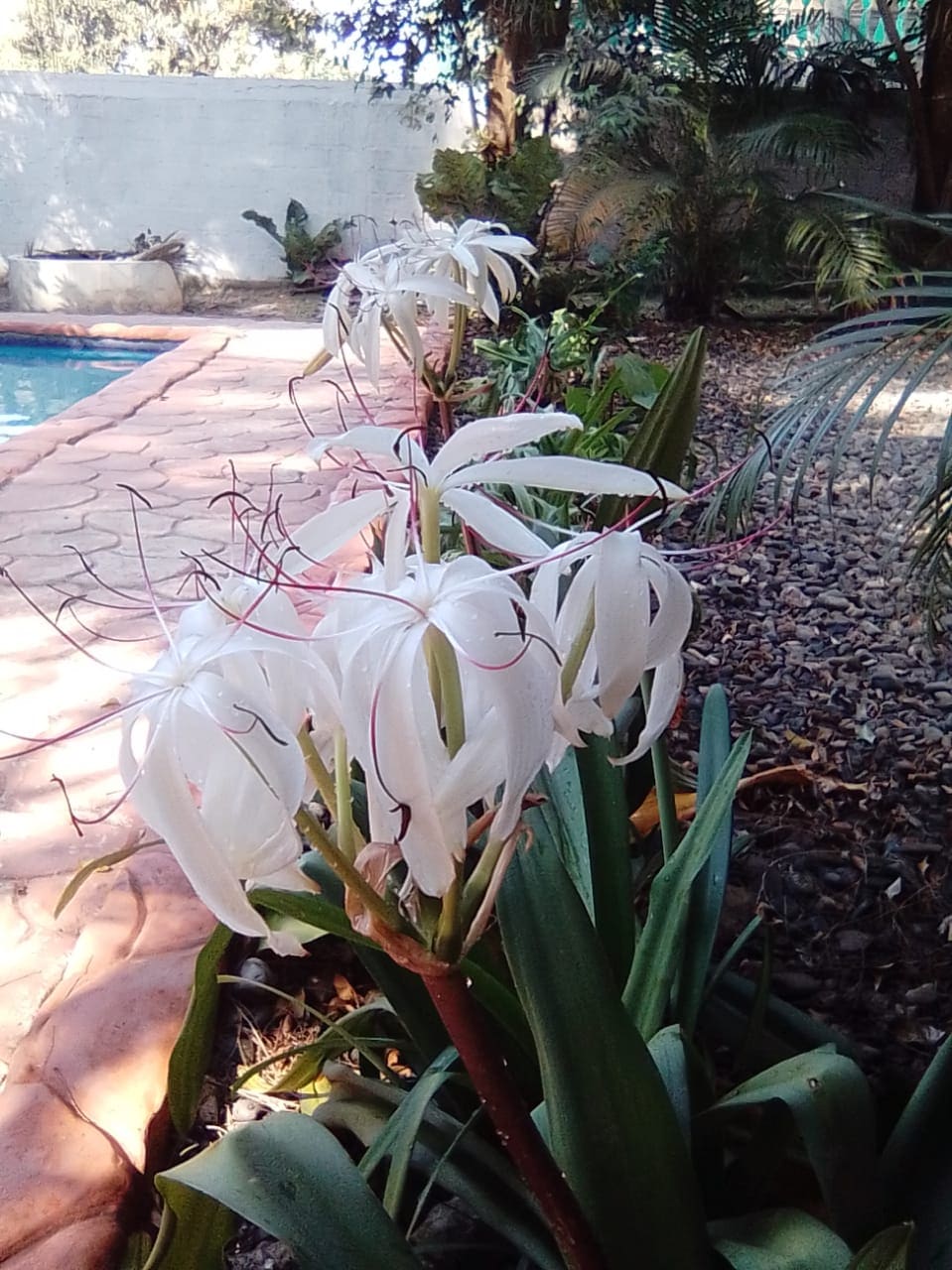White flowers with long petals and thin red accents are prominently displayed along the edge of a garden path. Lush green foliage surrounds the area, complementing the nearby pool, which reflects natural light. The serene atmosphere is enhanced by a landscaped environment.