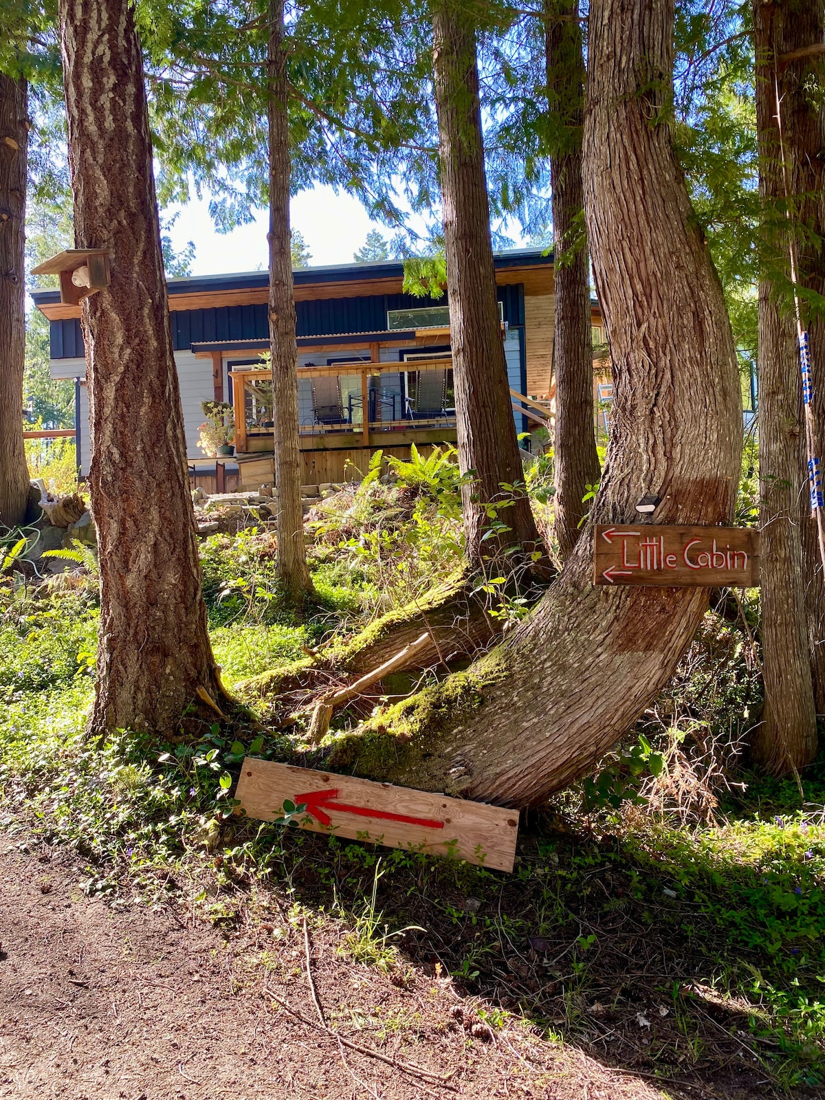 The entrance to the Little Cabin is framed by tall trees, featuring a wooden sign indicating the cabin's name. A pathway leads towards a modern structure visible in the background, blending into the natural environment with a deck and surrounding greenery.