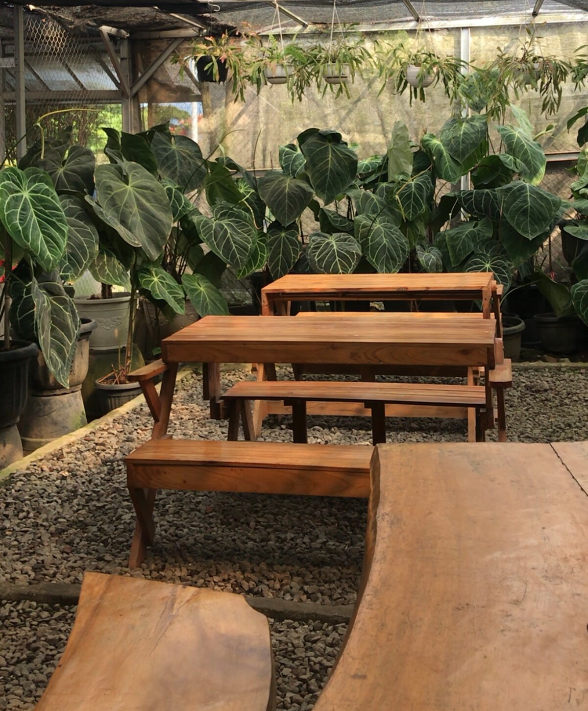 A serene seating area within a greenhouse features wooden benches arranged around a smooth wooden table. Lush green plants surround the space, creating a natural backdrop. Pebbled ground adds texture to the environment, enhancing the sense of being immersed in nature.