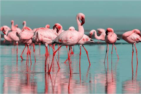 The Flamingo House