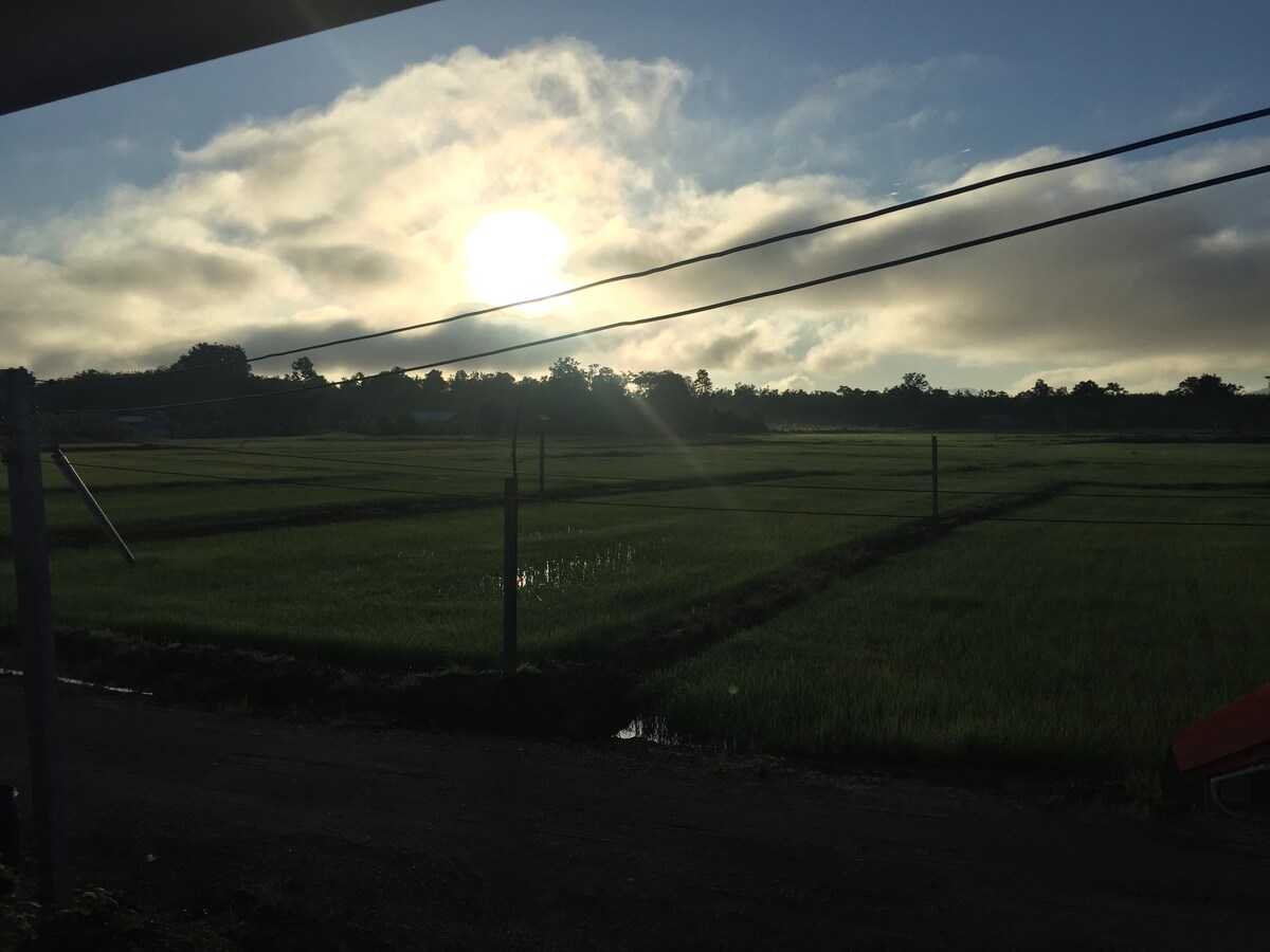 A tranquil landscape of lush green rice fields stretches under a soft gray sky. The sun, partially obscured by clouds, casts a warm glow over the scene, highlighting the serenity of rural life. Power lines run across the image, framing the peaceful view.
