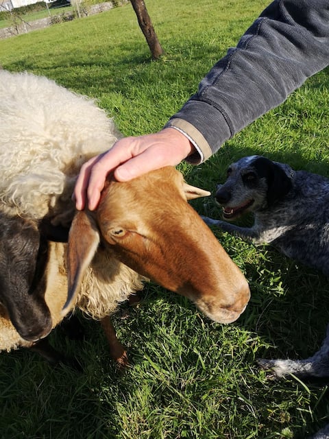 El Pajar, rustic apt. & gardens with sheep & hens