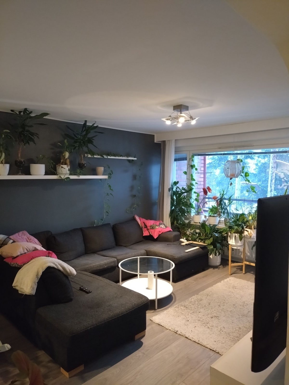 A modern living area features a dark sectional sofa adorned with decorative pillows and a light throw blanket. A round coffee table sits on a plush area rug, surrounded by an array of indoor plants. Natural light filters through large windows, enhancing the space.