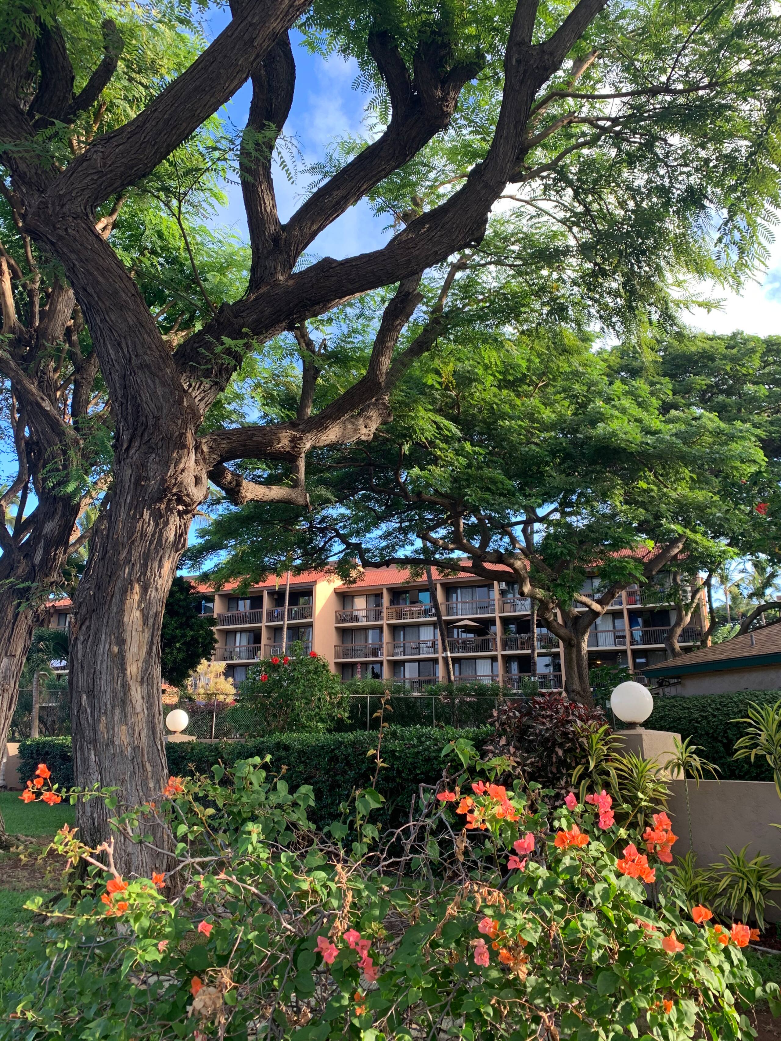Condo in Kihei · ★4.81 · 1 bedroom · 2 beds · 1 bath - Image 23