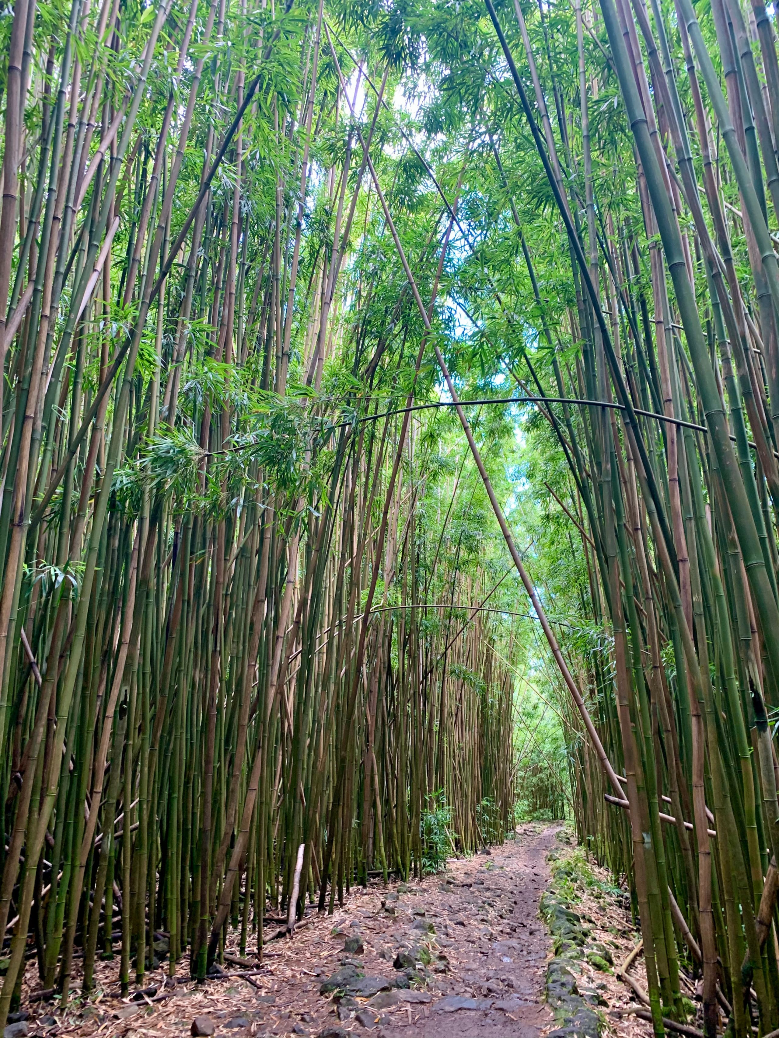 Condo in Kihei · ★4.81 · 1 bedroom · 2 beds · 1 bath - Image 39