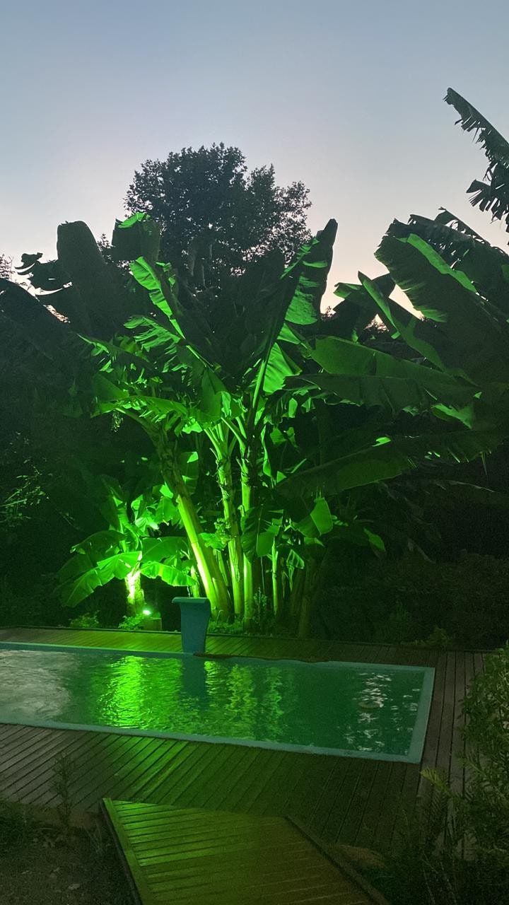 Lush banana trees are illuminated by green lighting, creating a serene ambiance near a sparkling pool. The pool reflects the surrounding greenery, and wooden decking surrounds the water's edge, offering a natural, tranquil setting for relaxation.