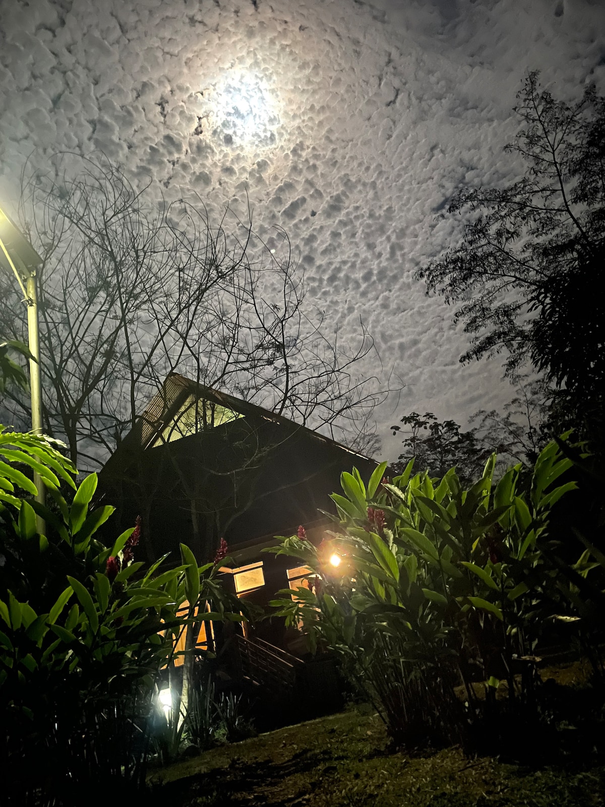 The wooden cabin is illuminated by soft exterior lighting and surrounded by lush greenery, including tall plants and flowers. The moon casts a gentle light on the textured cloud cover above, enhancing the serene atmosphere of the forested setting.