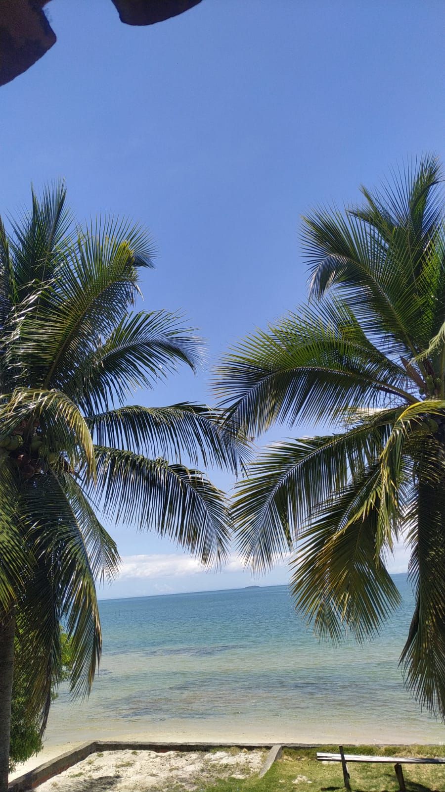 Tall palm trees frame a view of the ocean, their leaves swaying gently against a clear blue sky. The calm water reflects shades of turquoise and green, leading to a sandy shore in the foreground.