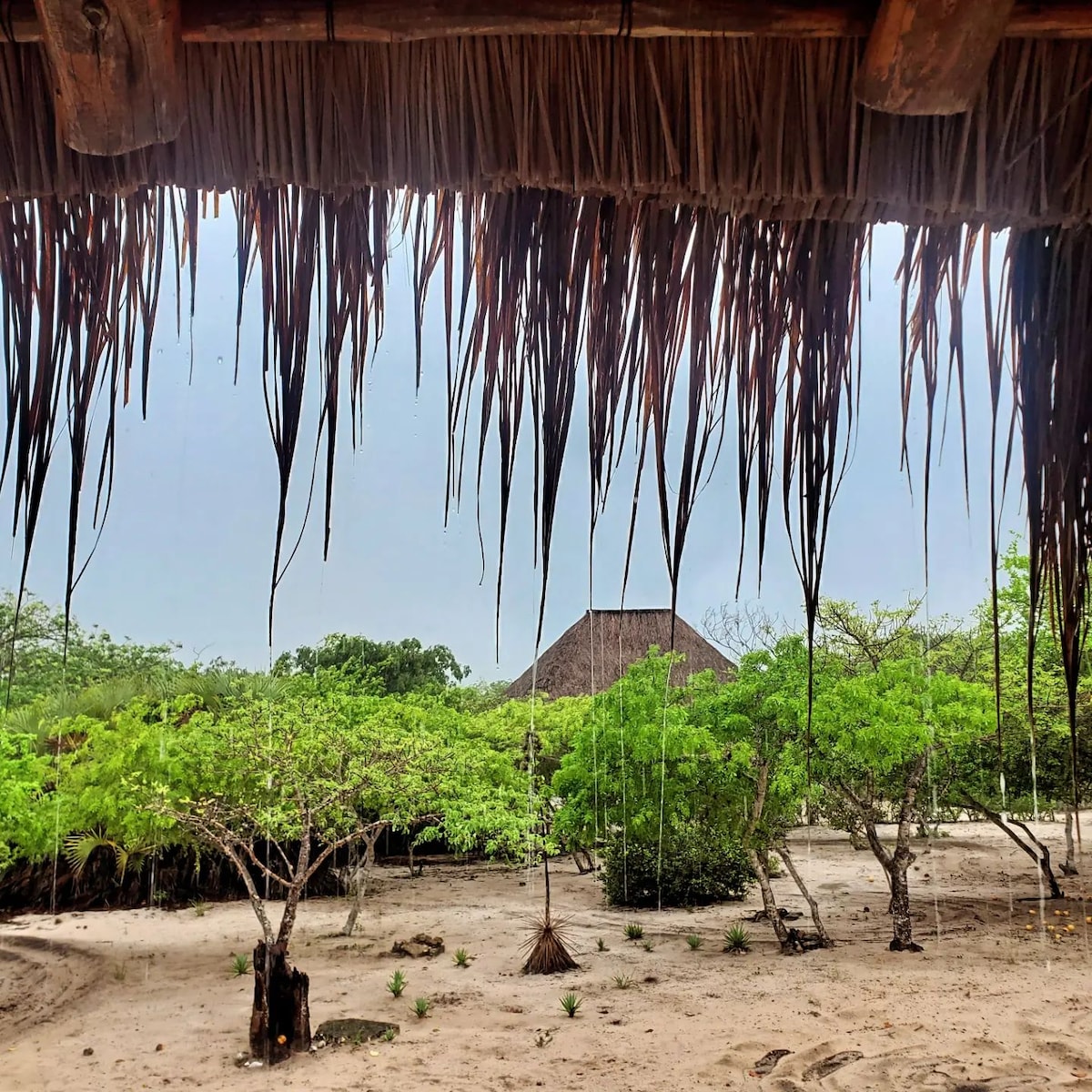 A view framed by natural overhead thatch displays a sandy area with scattered greenery. Small trees and shrubs are observed, leading towards a thatched-roof structure in the background, set within a serene landscape.