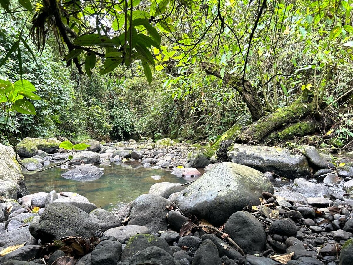 A serene creek flows through a rocky bed, surrounded by lush greenery. Various sizes of smooth stones rest along the water's edge, while vibrant foliage creates a natural frame, highlighting the tranquility of the space. Gentle ripples in the clear water reflect the surrounding plants.