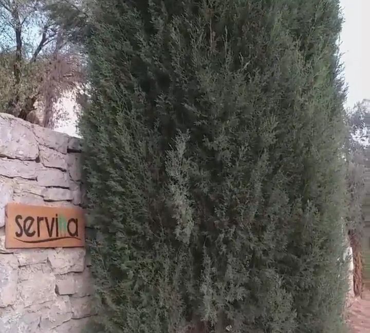 A lush, tall evergreen tree stands prominently next to a stone wall. A wooden sign, displaying the name 'Servilia,' is partially obscured by the tree foliage, providing a welcoming entry point to the property.