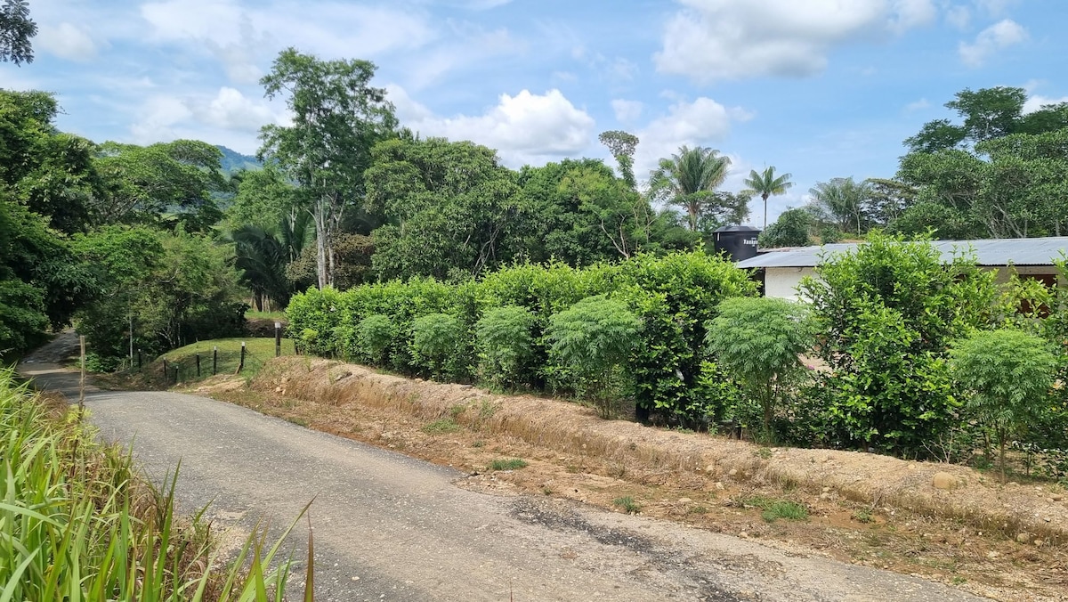 A rural road is flanked by lush greenery, with rows of vibrant bushes and trees creating a natural border. The path leads towards residential structures partially visible among the foliage, set against a backdrop of a clear blue sky with scattered clouds.