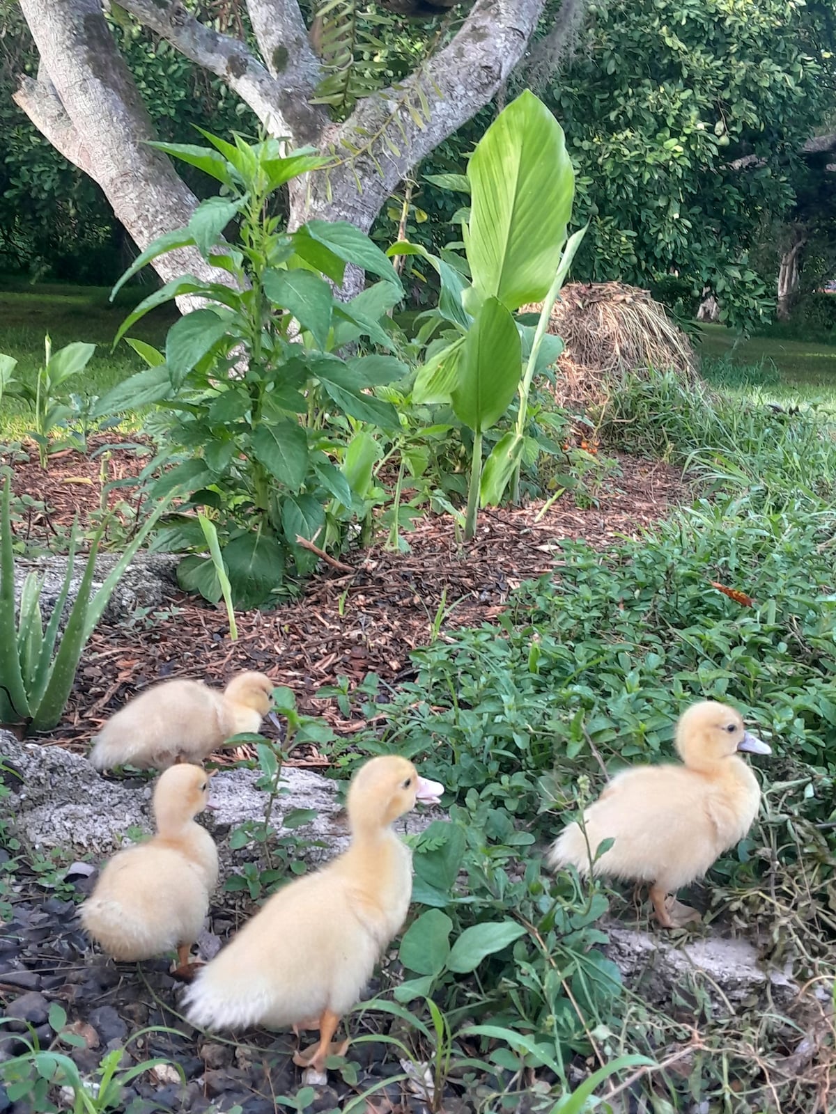 Four fluffy ducklings are seen walking on the ground, surrounded by vibrant green plants and grass. A tree offers shade in the background, complementing the peaceful and natural setting of the garden.