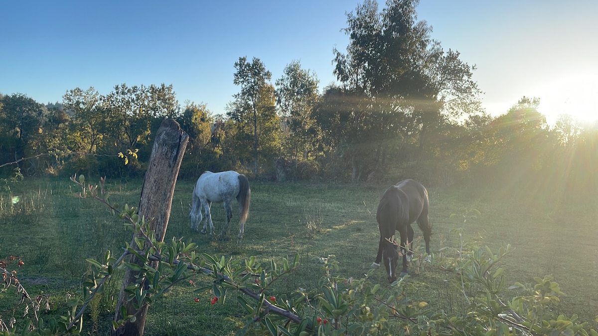 Two horses graze peacefully in a grassy area surrounded by trees. Soft sunlight filters through the branches, creating a serene atmosphere. The landscape is accentuated by the vibrant greenery and natural scenery in the background.