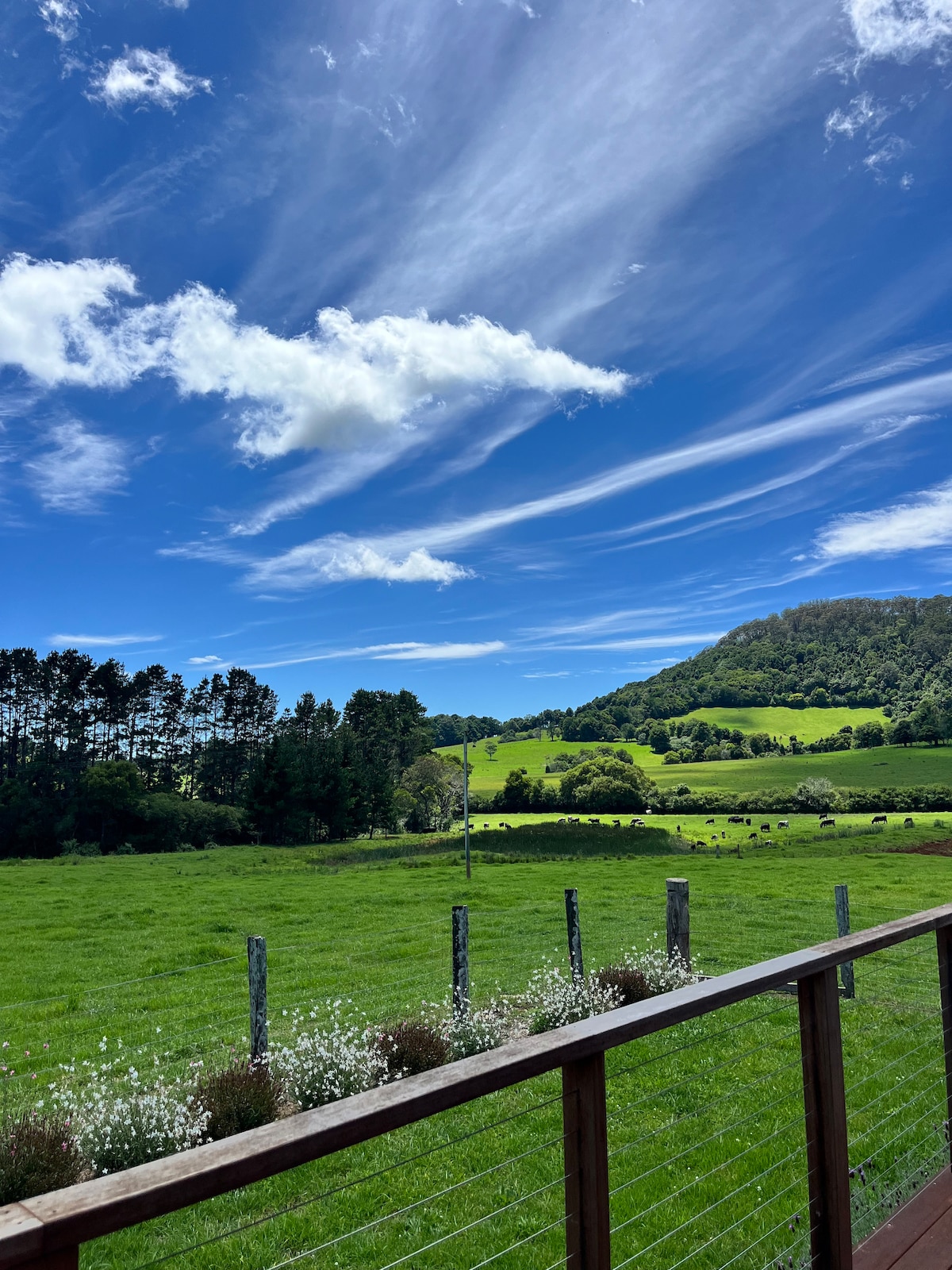 A panoramic view showcases rolling green pastures under a clear blue sky adorned with wispy clouds. Distant hills are framed by clusters of trees, creating a serene landscape with grazing cows dotting the field in the foreground.