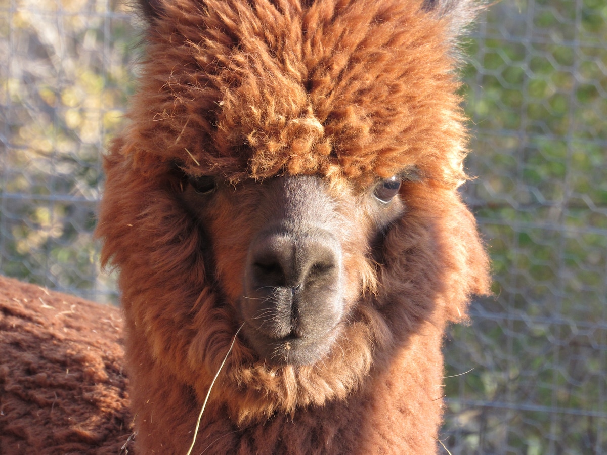 A close-up of a brown alpaca features its thick, curly fur and expressive face. The alpaca's large dark eyes gaze forward, capturing the natural curiosity of the animal. A hint of grass can be seen in its mouth, surrounded by a blurred background of fencing and greenery.