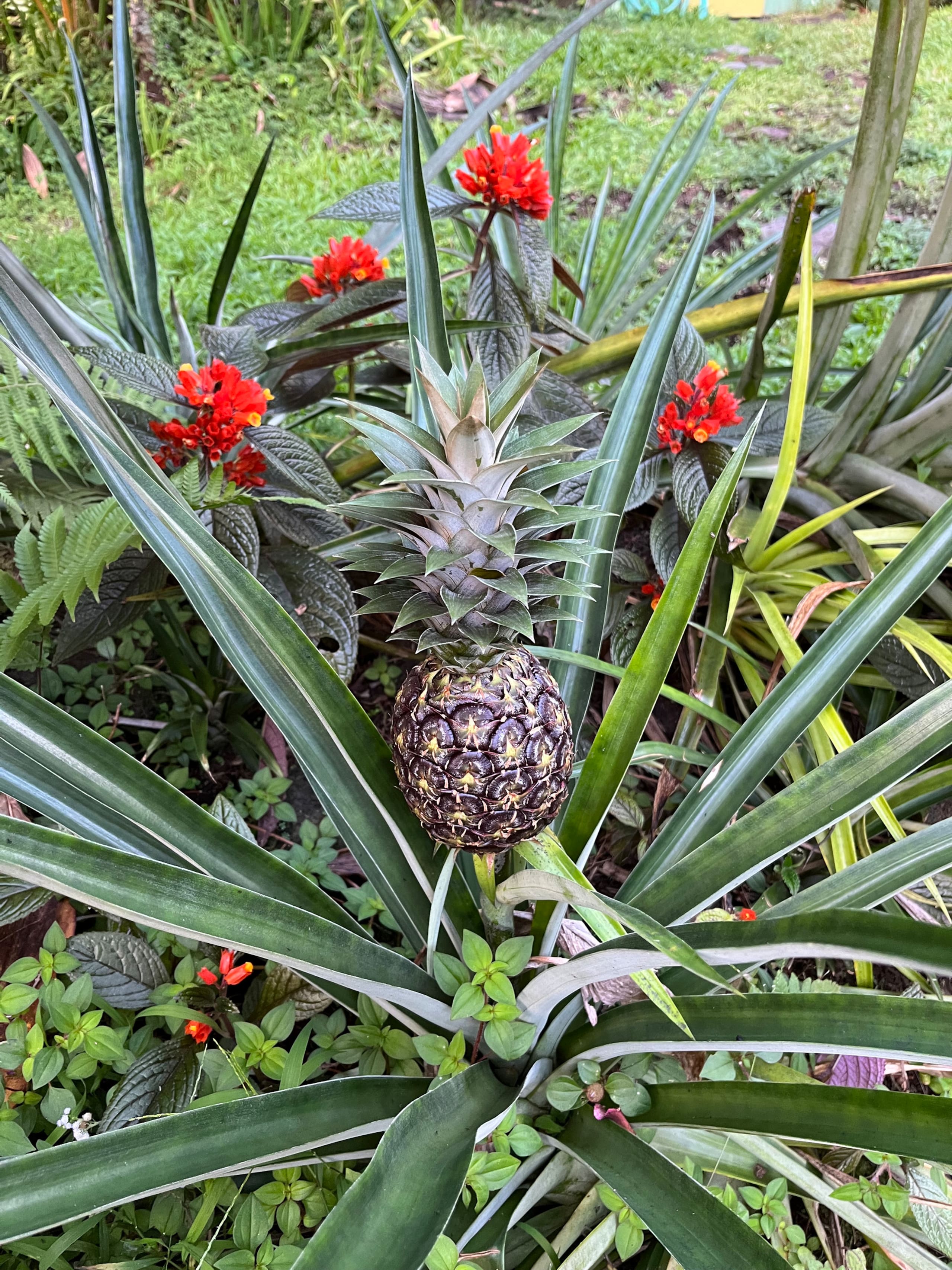 Low Summer Rates! Halemanu Eco-Retreat - Photo 20