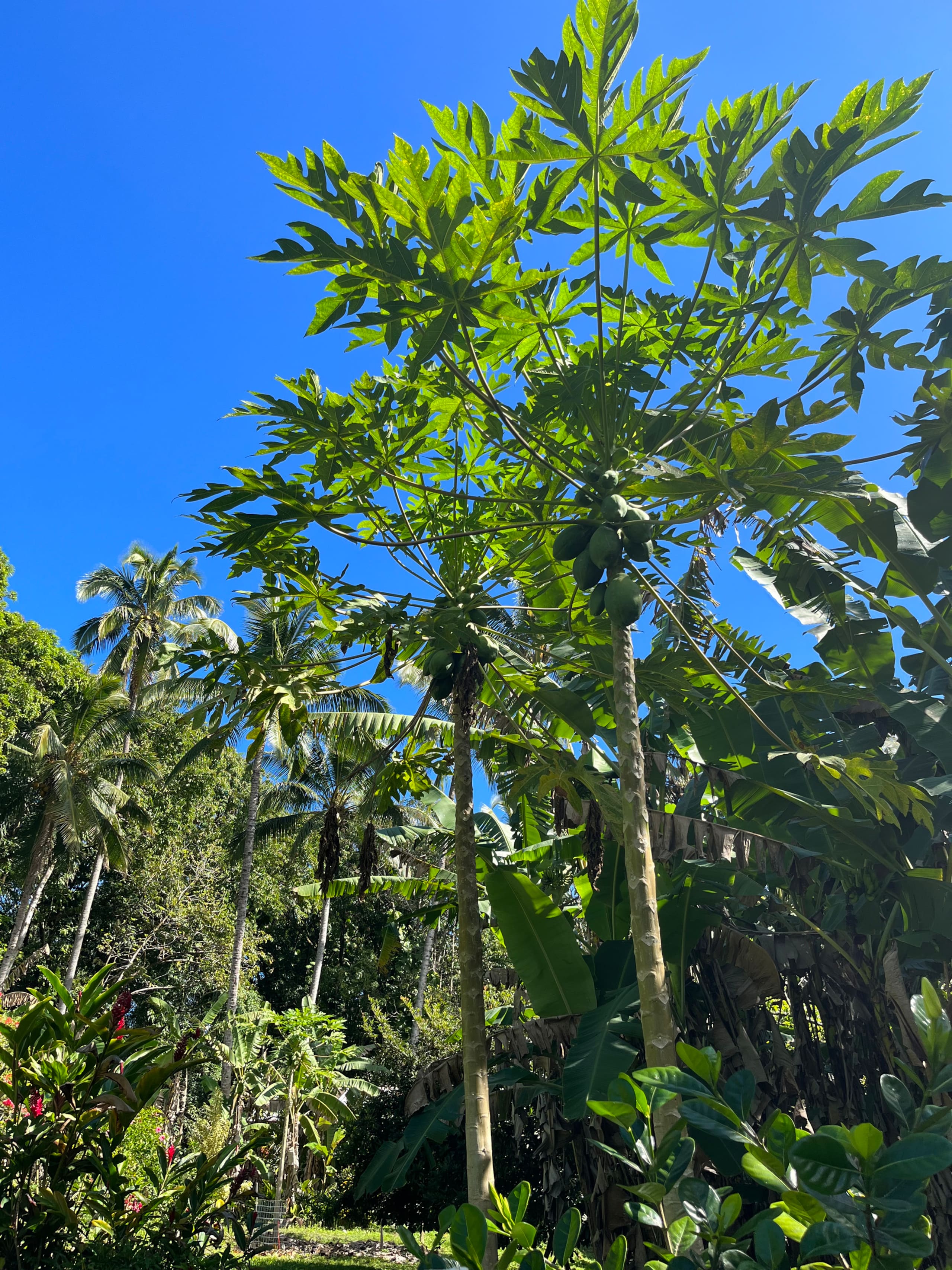 Low Summer Rates! Halemanu Eco-Retreat - Photo 19
