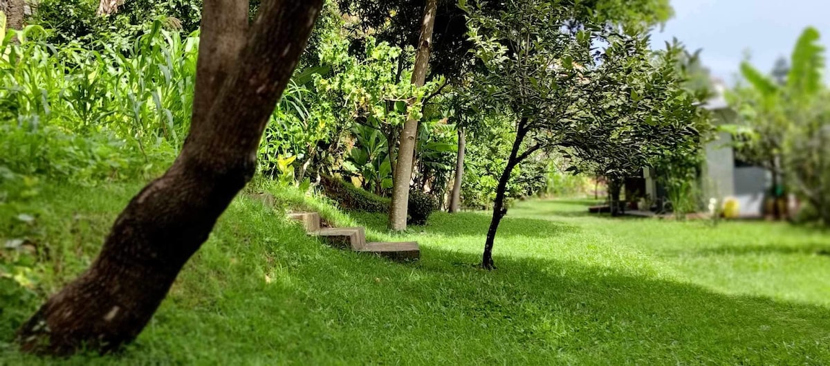 A lush green lawn spans the area, bordered by various trees and shrubs. Stone steps lead gently along the pathway, inviting exploration. The scene is brightened by natural light filtering through the foliage, creating a serene and inviting atmosphere.