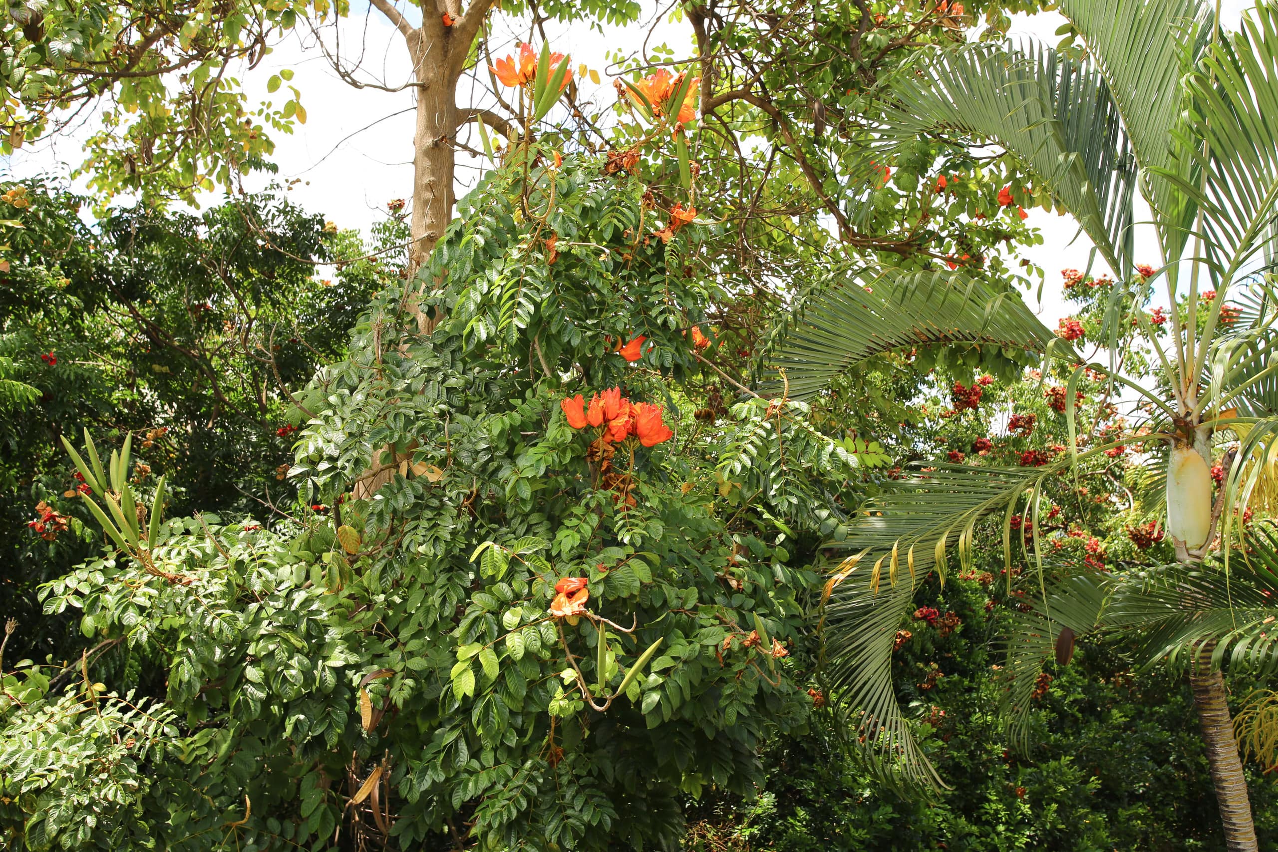 Condo in Kailua-Kona · ★4.98 · 2 bedrooms · 2 beds · 2 shared baths - Image 44