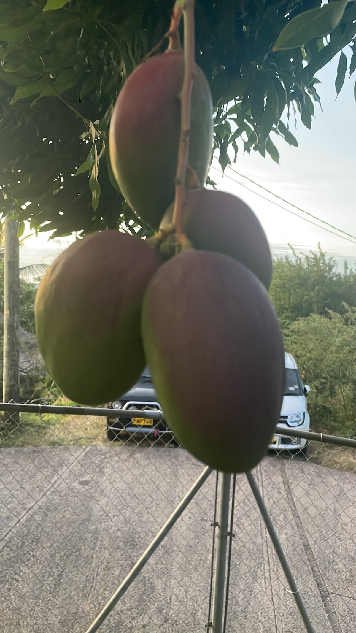 A cluster of ripe mangoes hangs from a branch, exhibiting a blend of green and reddish hues. The background features a glimpse of a vehicle parked near a chain-link fence, surrounded by lush greenery and soft evening light.
