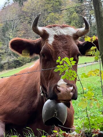 Chalet avec vue exceptionnelle ! gallery image 3