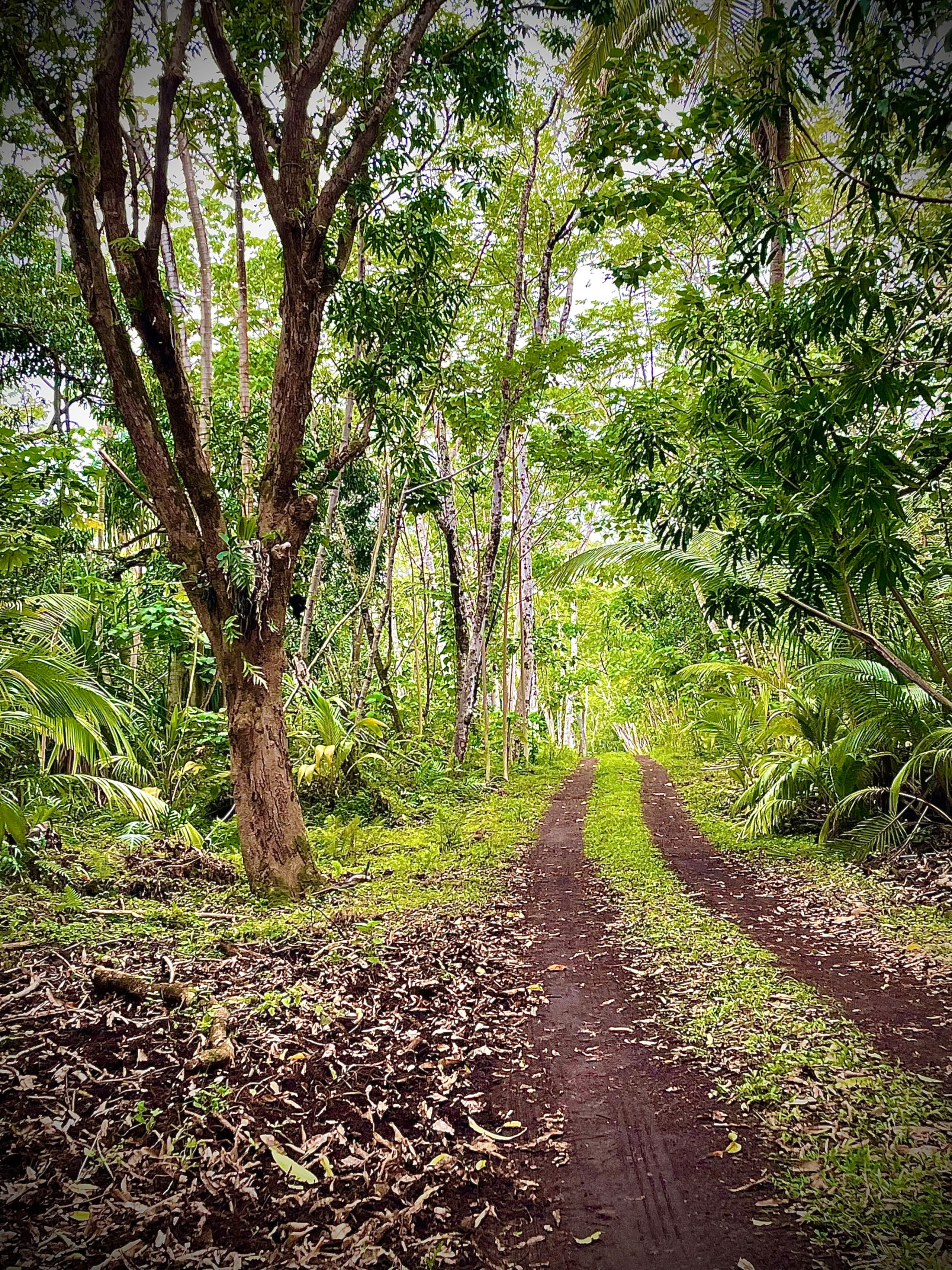 Coastal Jungle Timber Framed Cottage ~ 2 - Photo 28