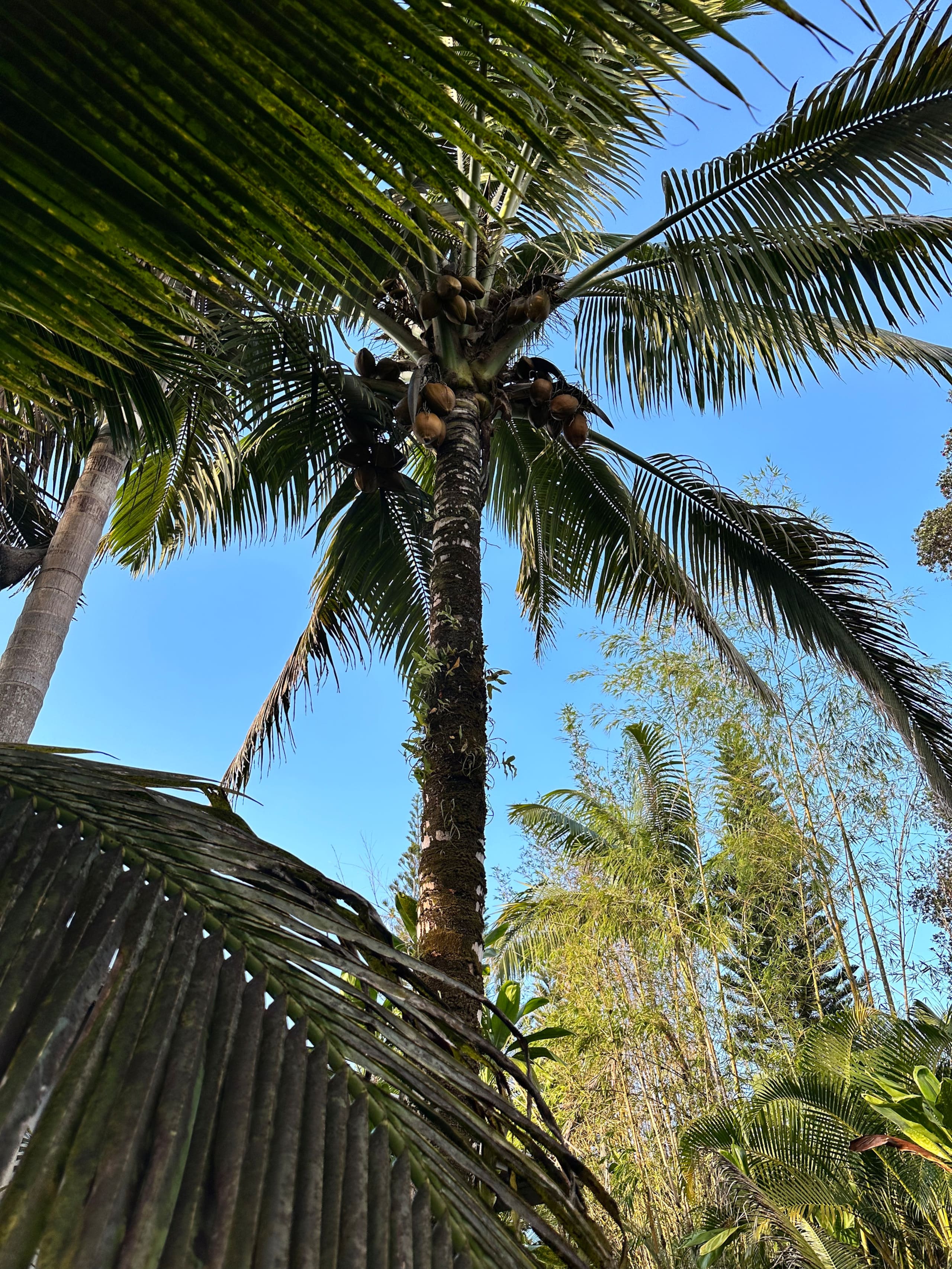 Home in Keaau · ★5.0 · 3 bedrooms · 3 beds · 2 private baths - Image 33