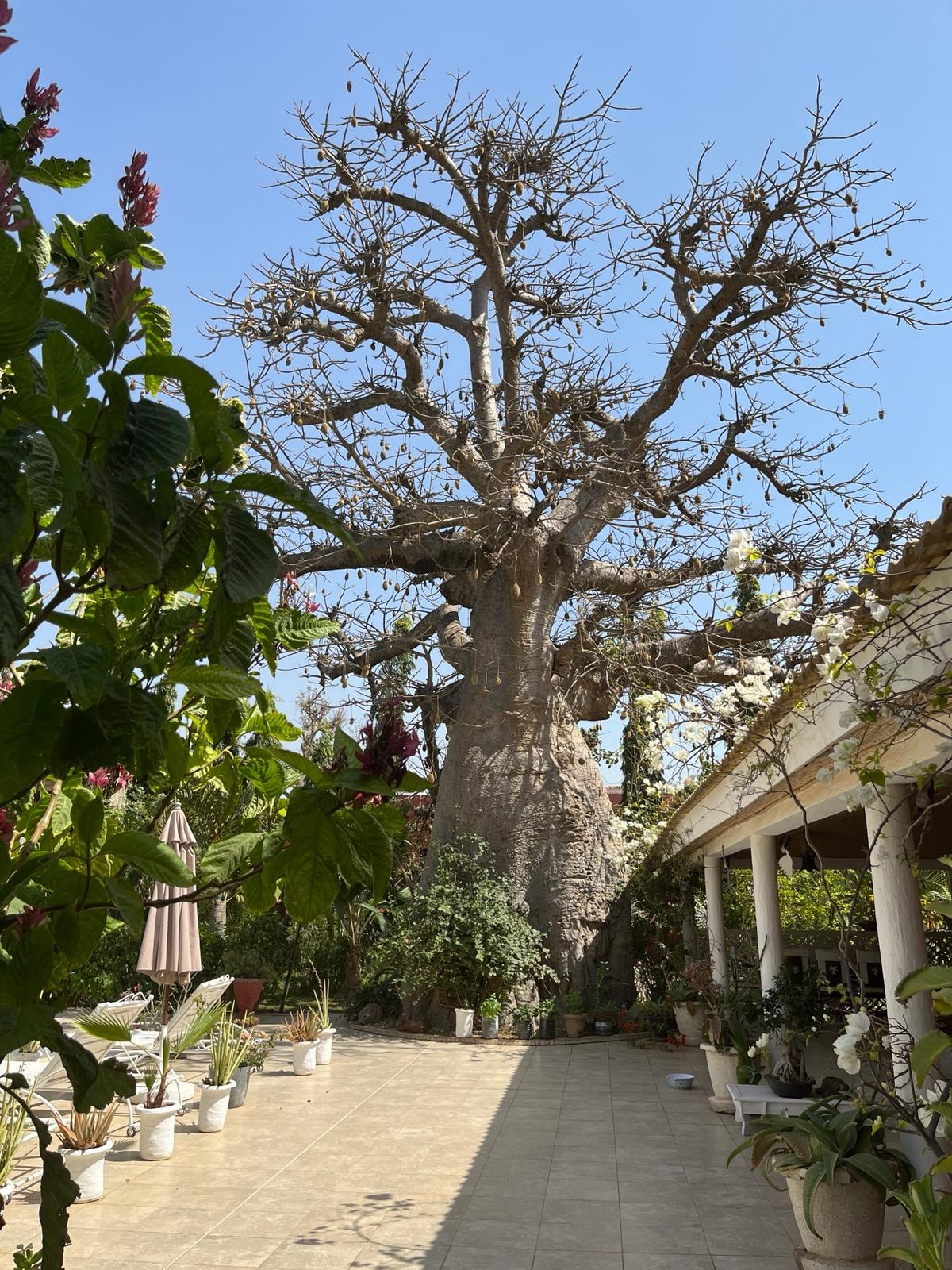 A large baobab tree stands majestically in the garden, its thick trunk and sprawling branches dominating the landscape. Surrounding plants in white pots add greenery to the space, complementing the vibrant flowers nearby. The patio area features a tiled floor and pillars that support the structure on one side.