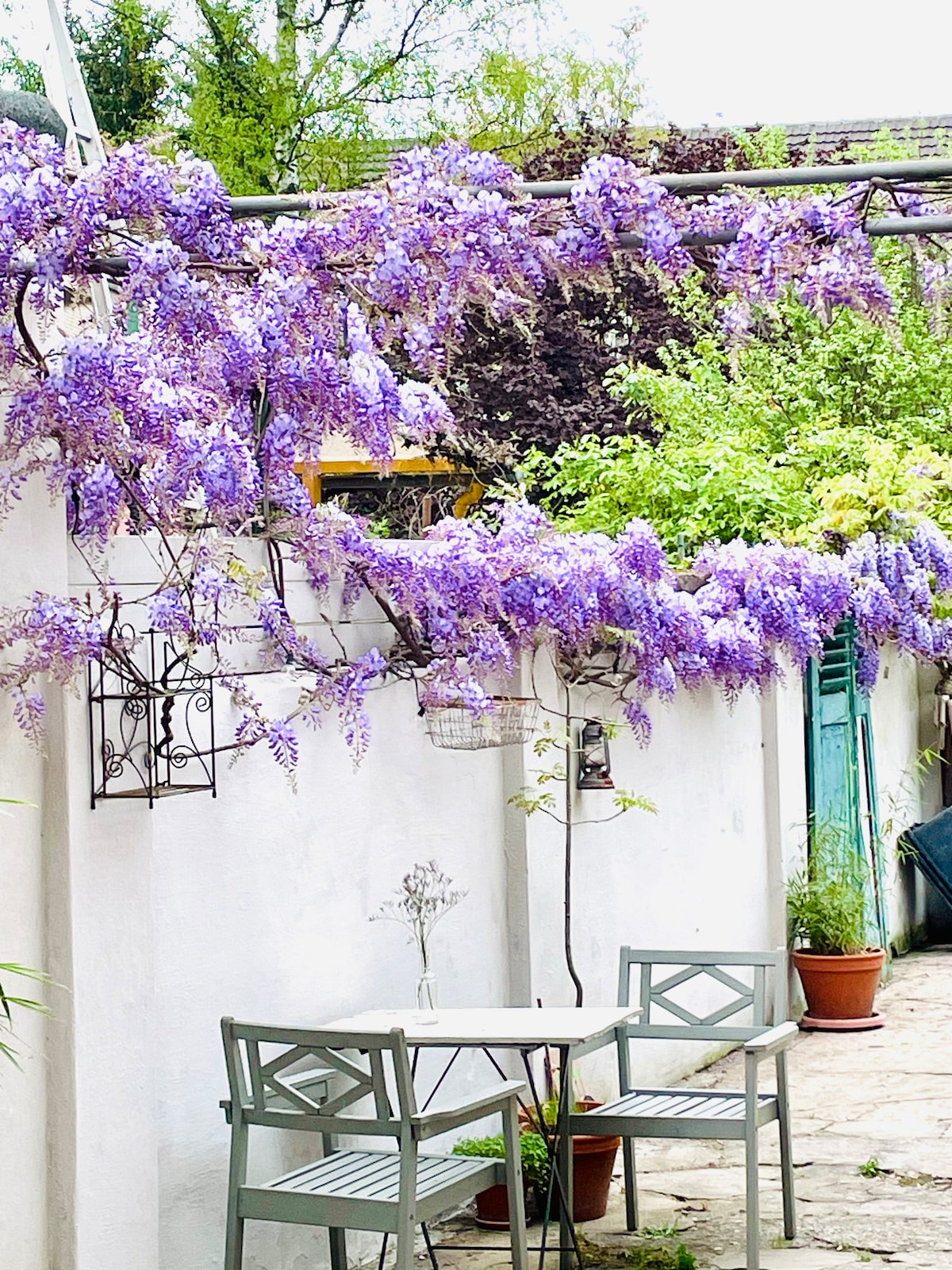 A charming outdoor area features a small table with two chairs, framed by cascading clusters of vibrant purple wisteria. Lush greenery surrounds the space, enhancing the tranquil setting. Potted plants add a touch of nature, contributing to a serene atmosphere.