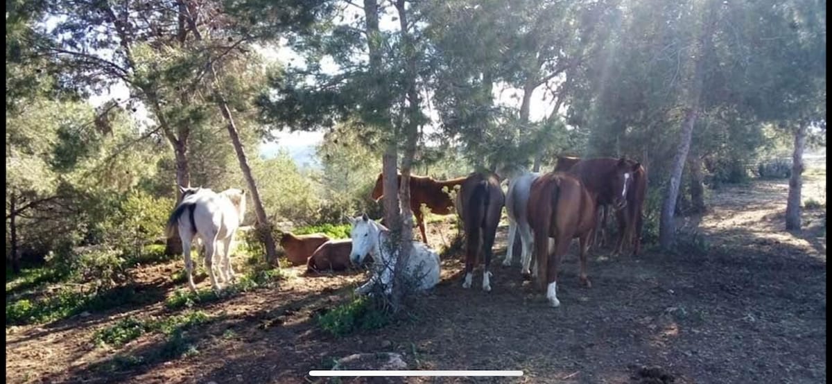 A serene natural setting is depicted, featuring several horses among trees. The horses, in various colors, are seen grazing or resting on the ground, surrounded by greenery. Sunlight filters through the branches, creating a peaceful atmosphere.